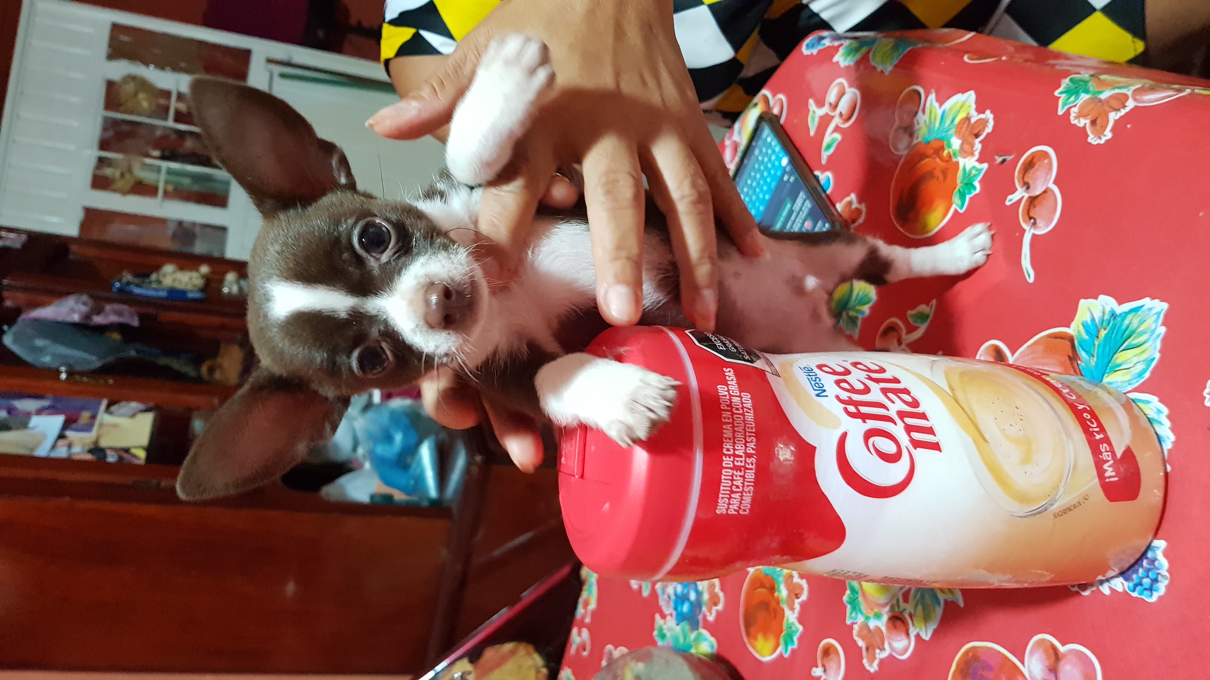 Chihuahua