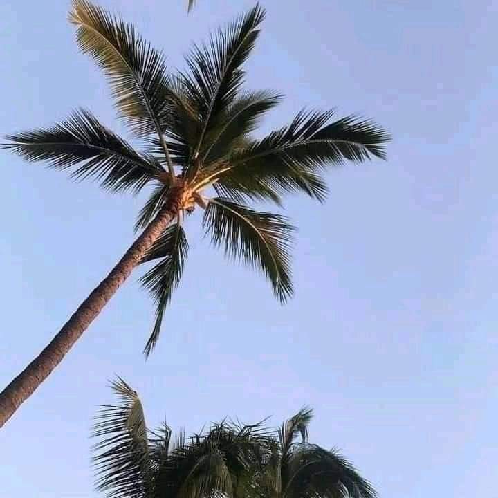 ARTE #9 ACAPULCO GRO.