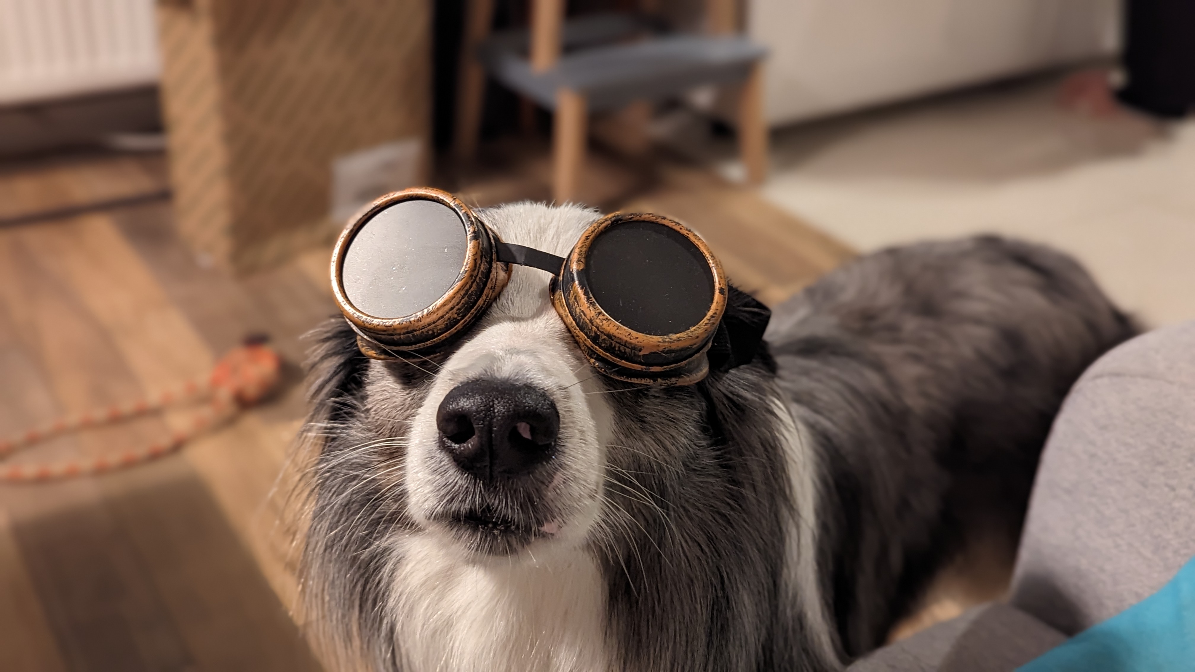 Steampunk dog