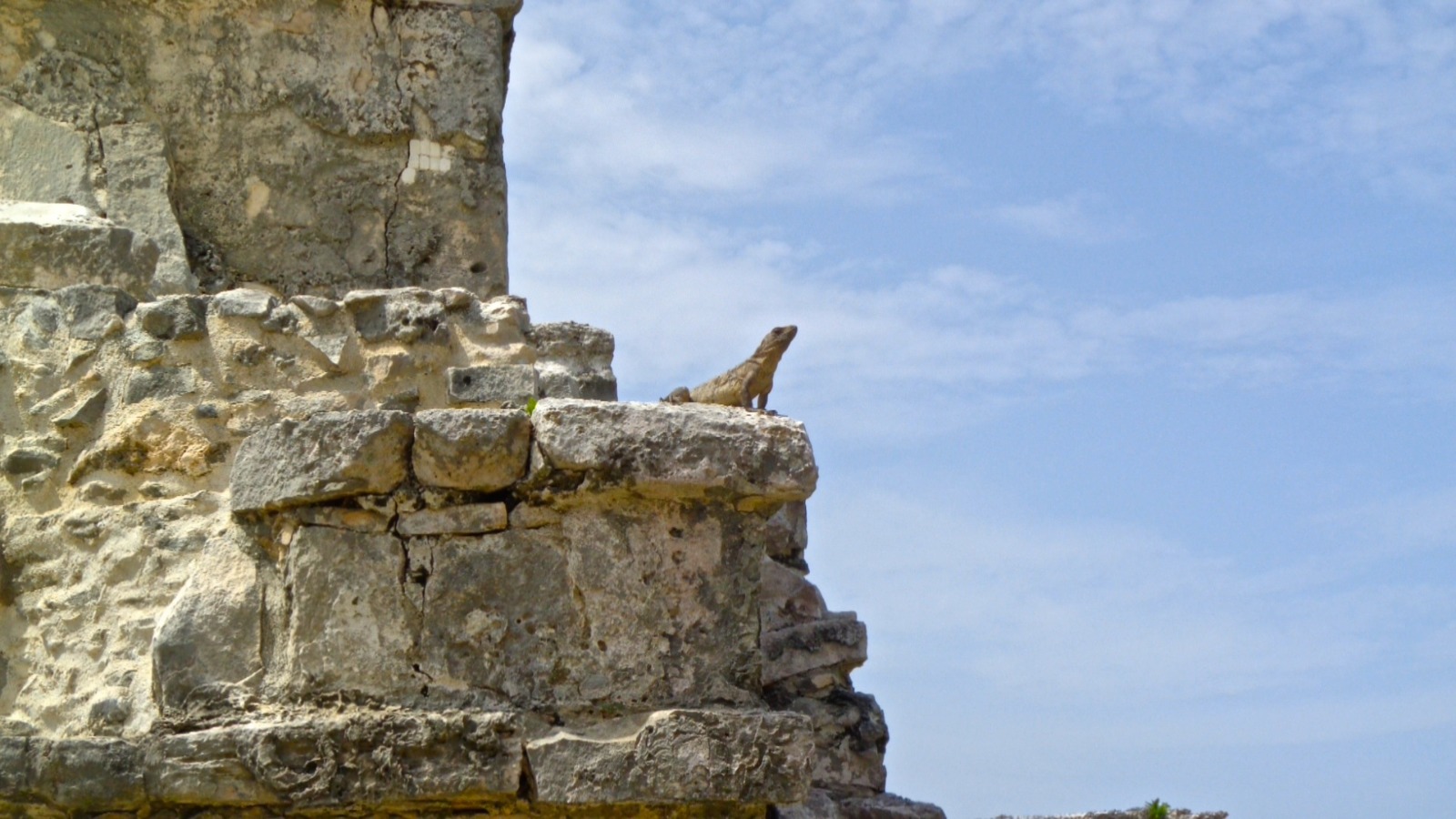 Iguana en Tulum