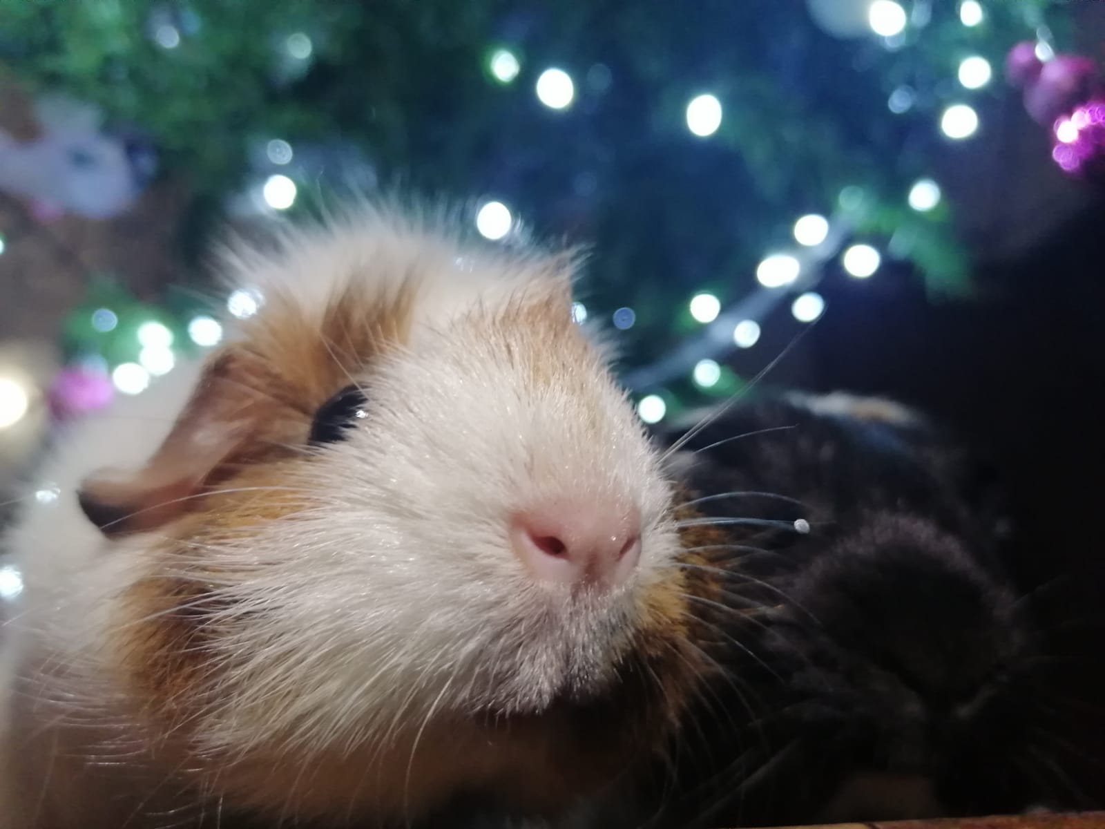 Mi mascota navideña