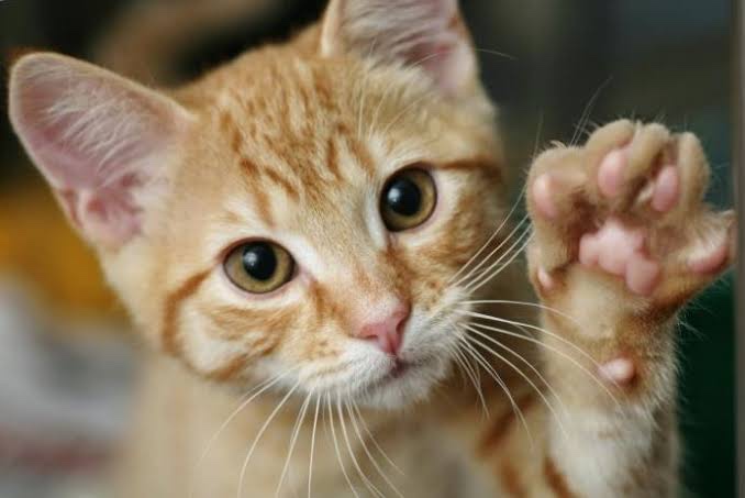 pinky promise