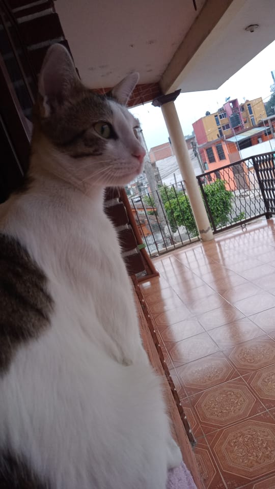 Kevin
