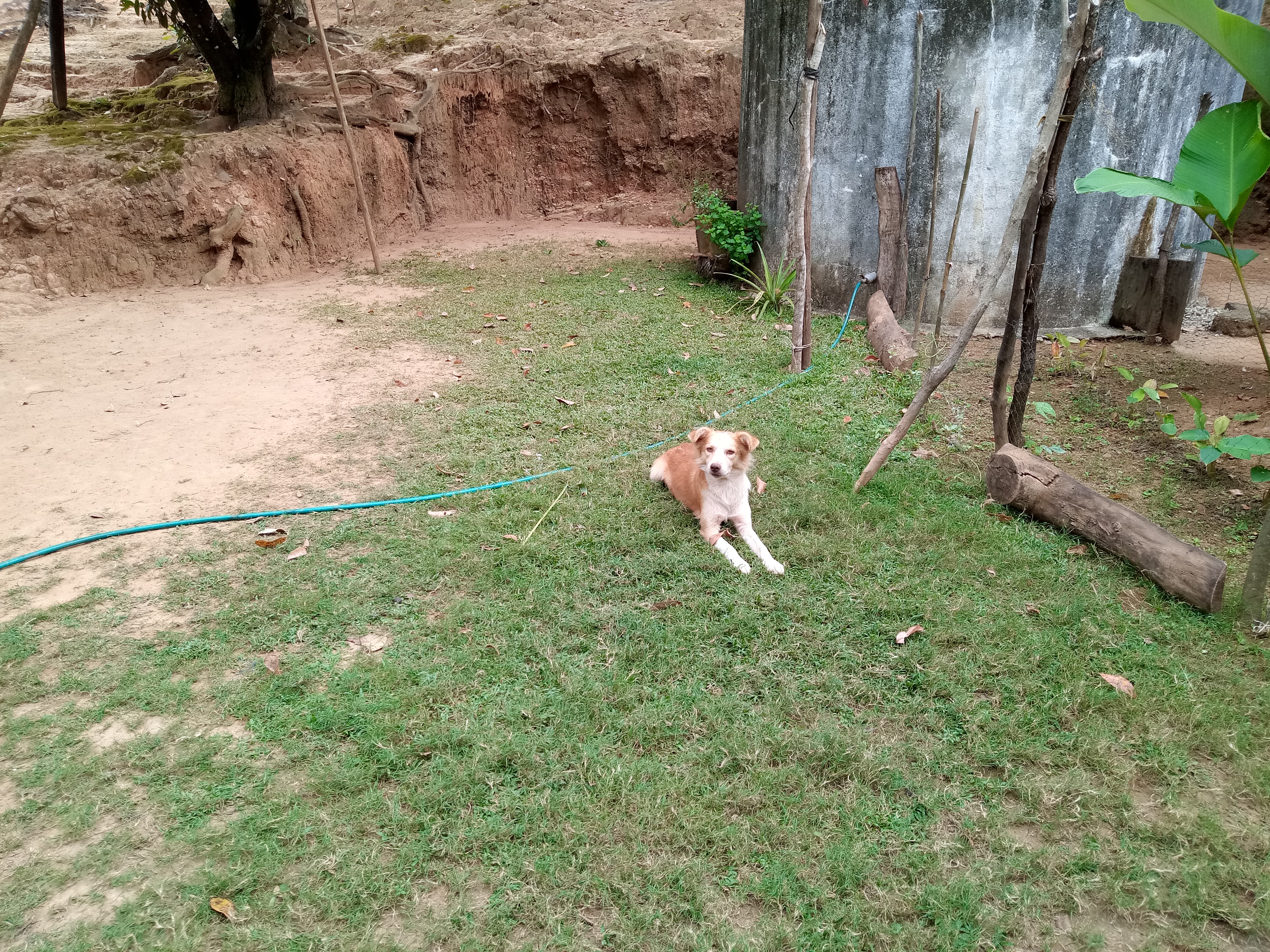 Un perro valiente