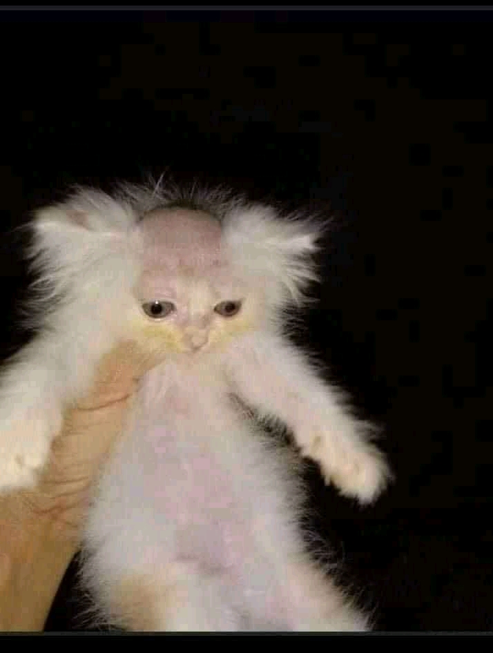 Gato pelón XD