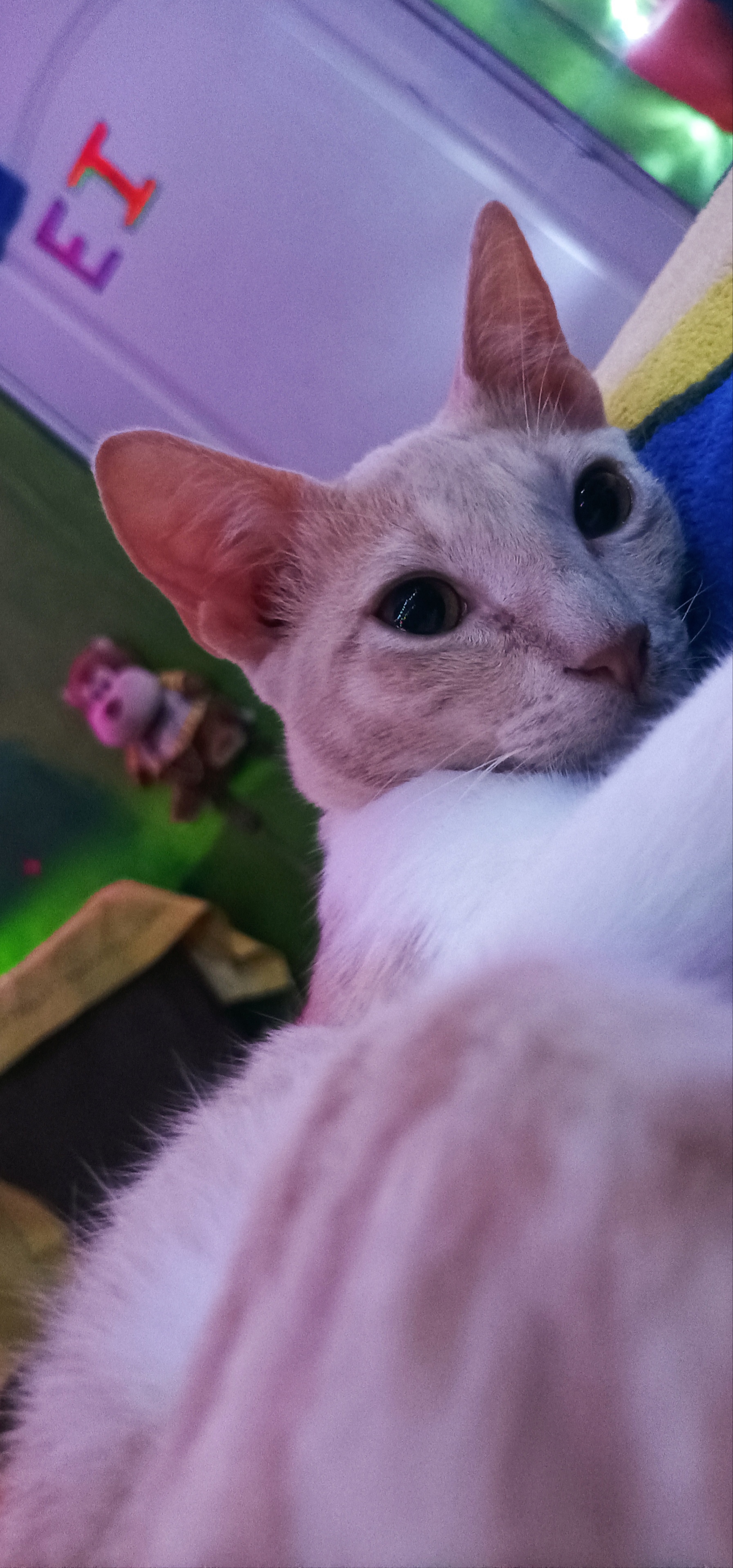 Gato