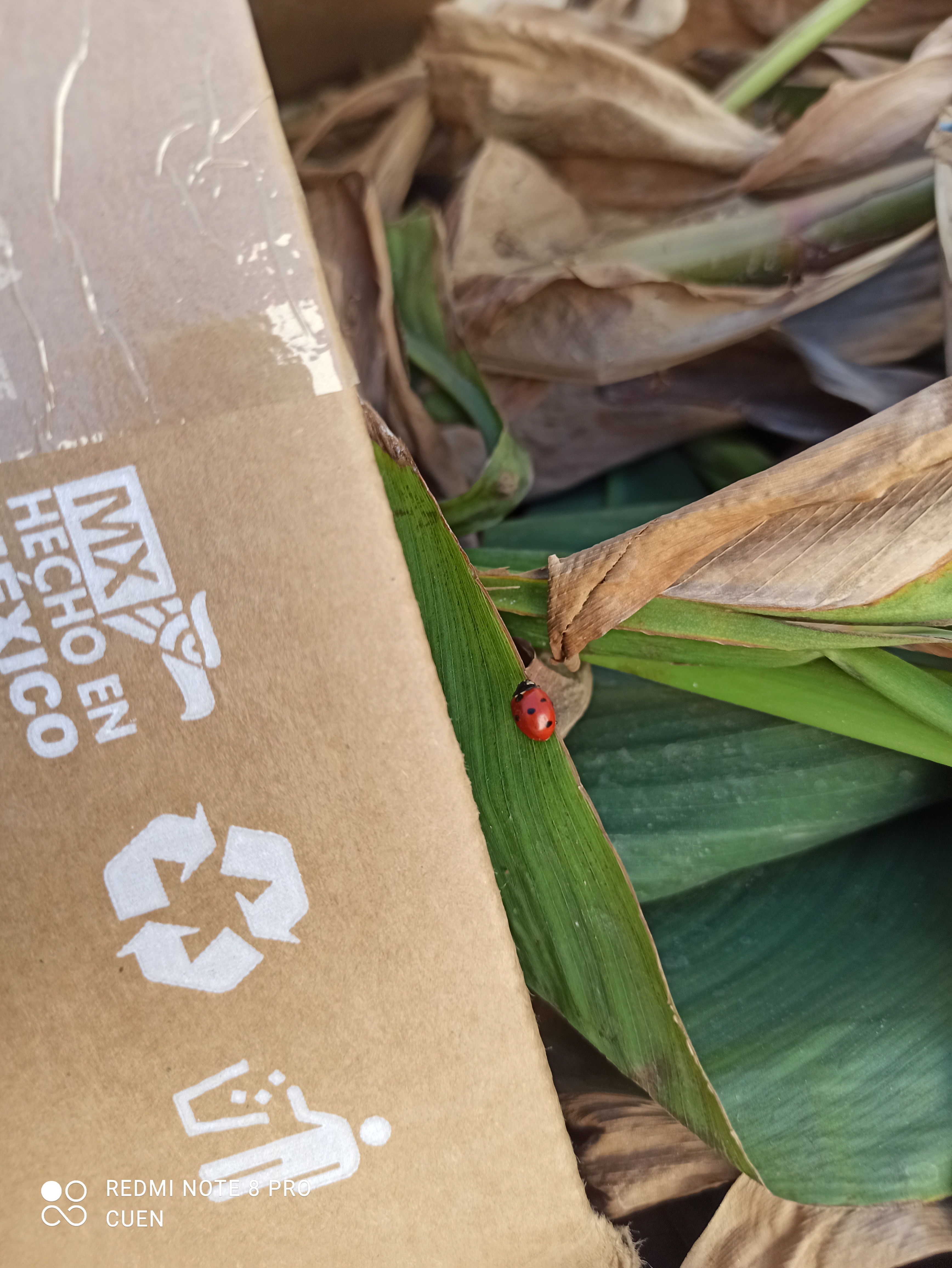 Un visitante en mi hogar