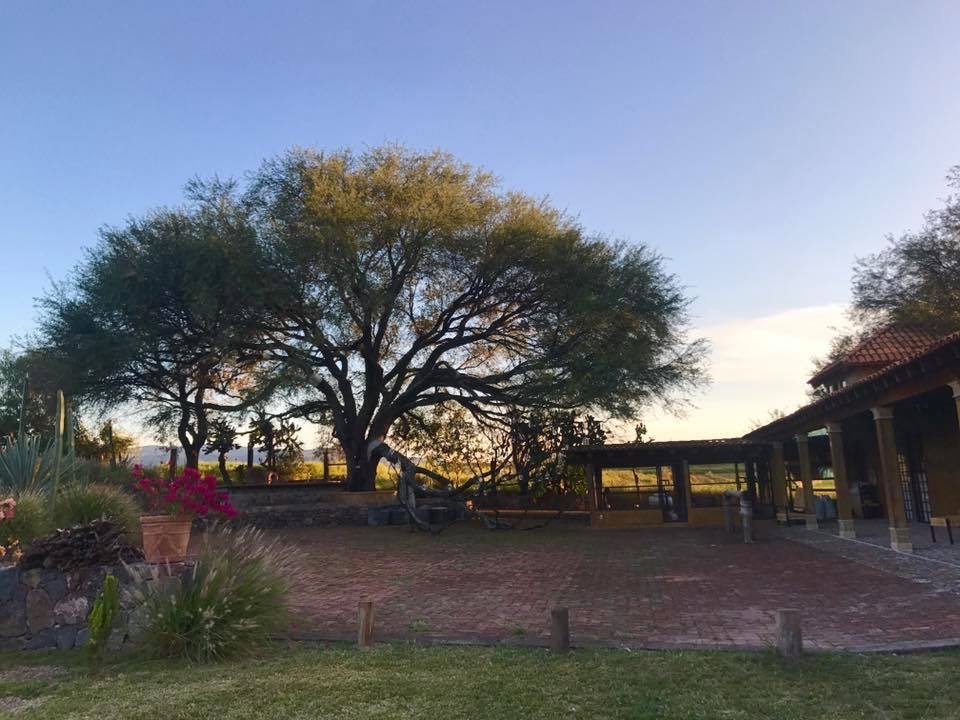 Arbol Del Sacrificio