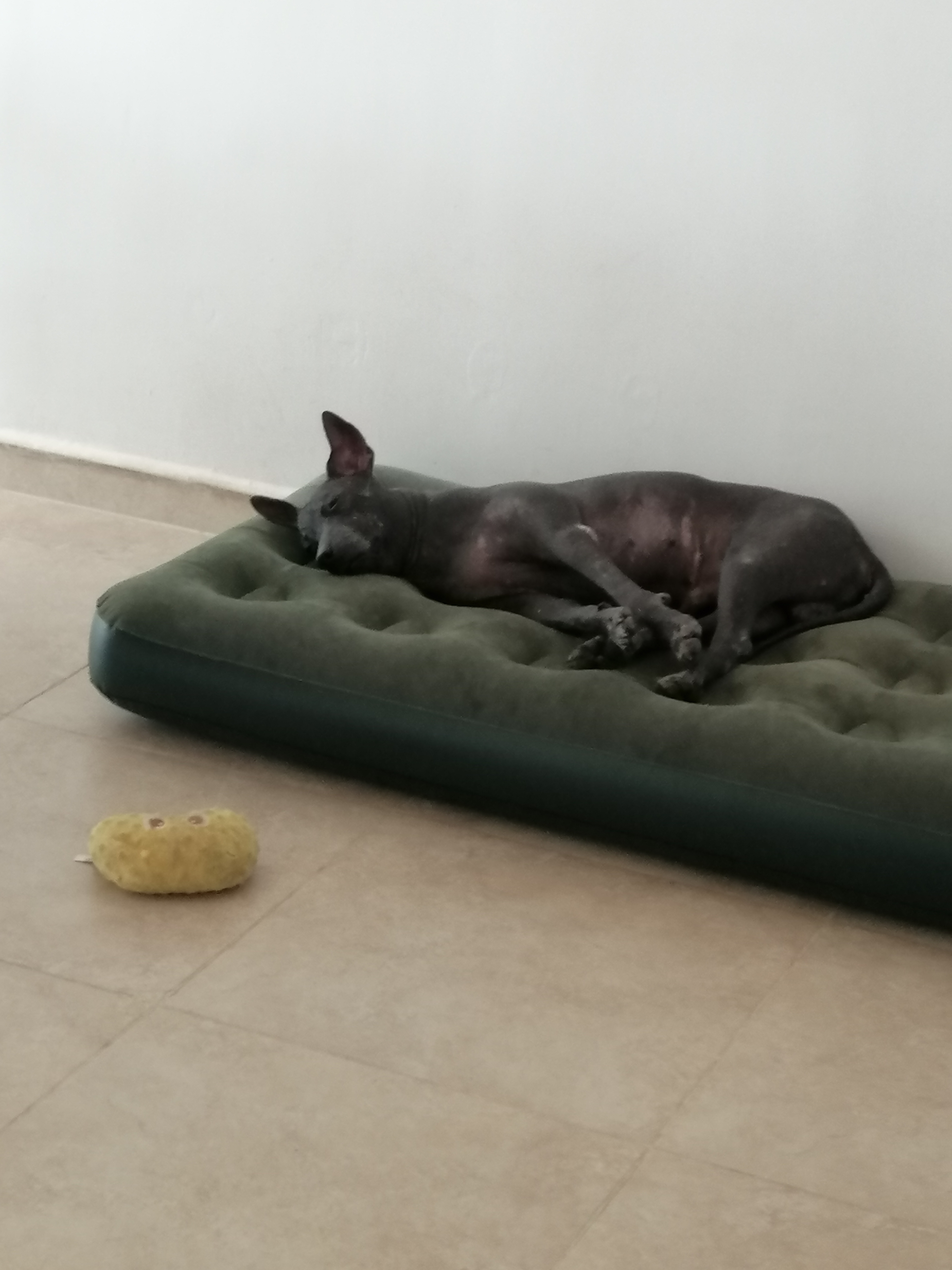 Xolo Acostado