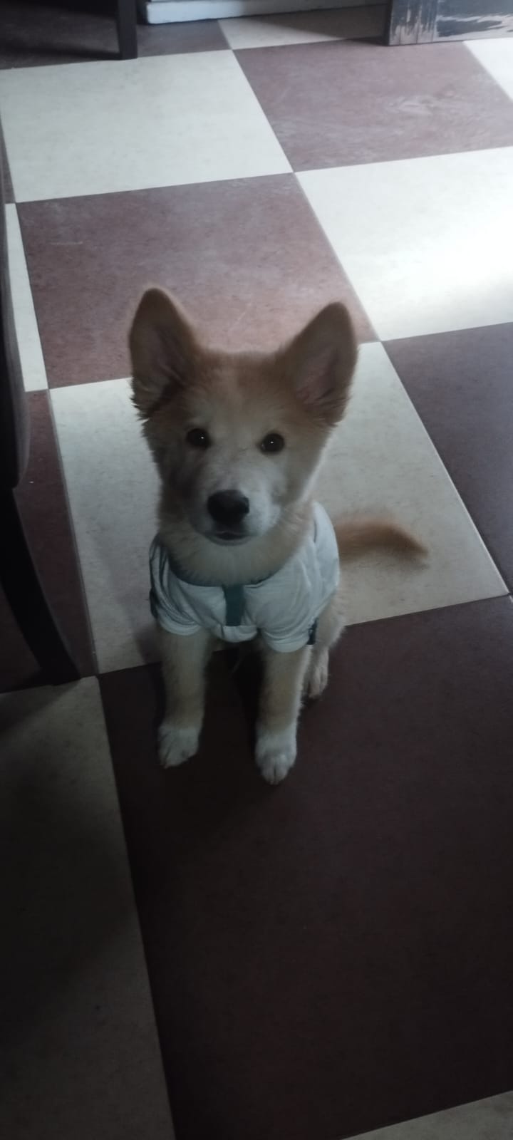 Hachico