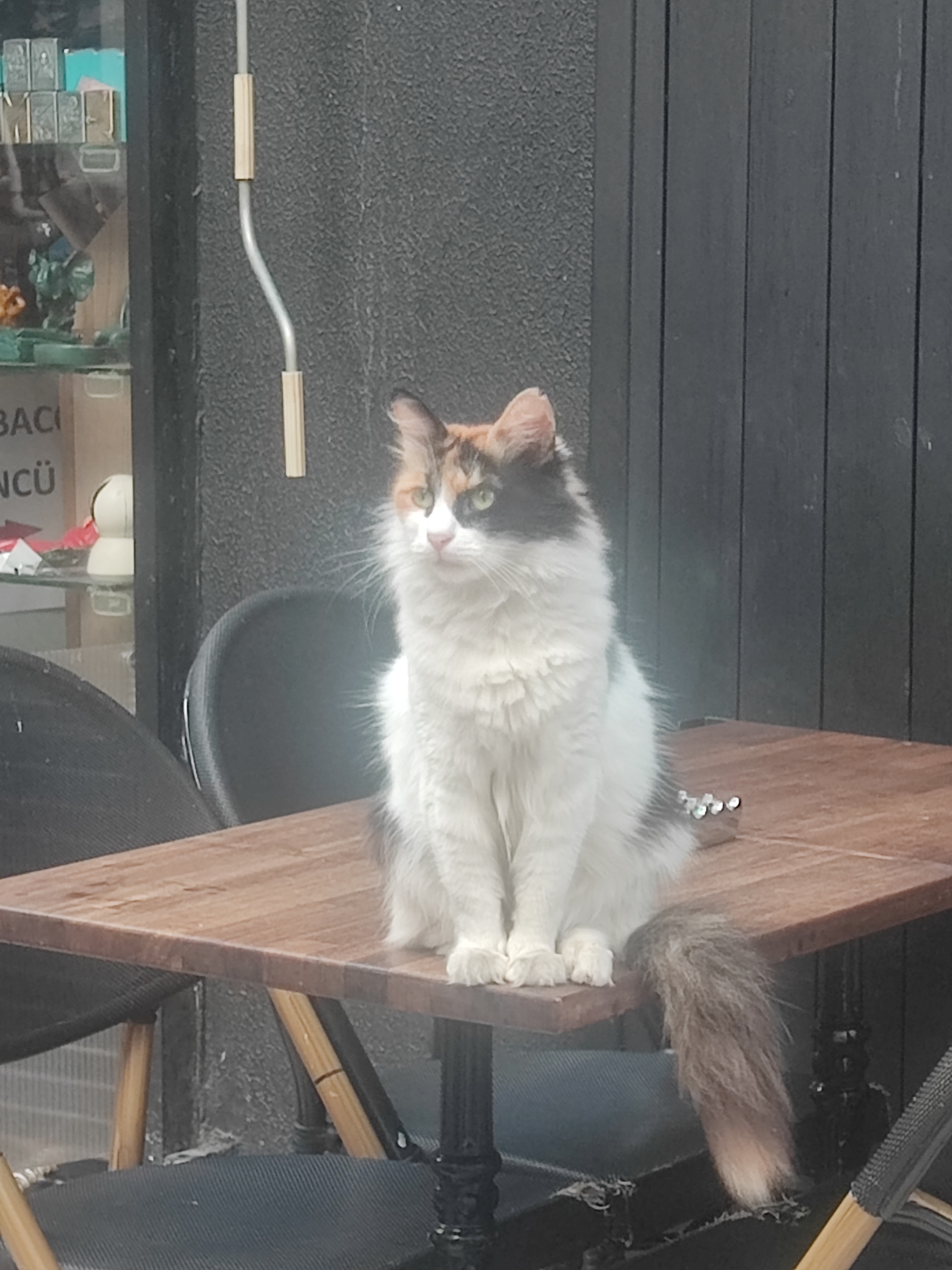 Cat Istanbul