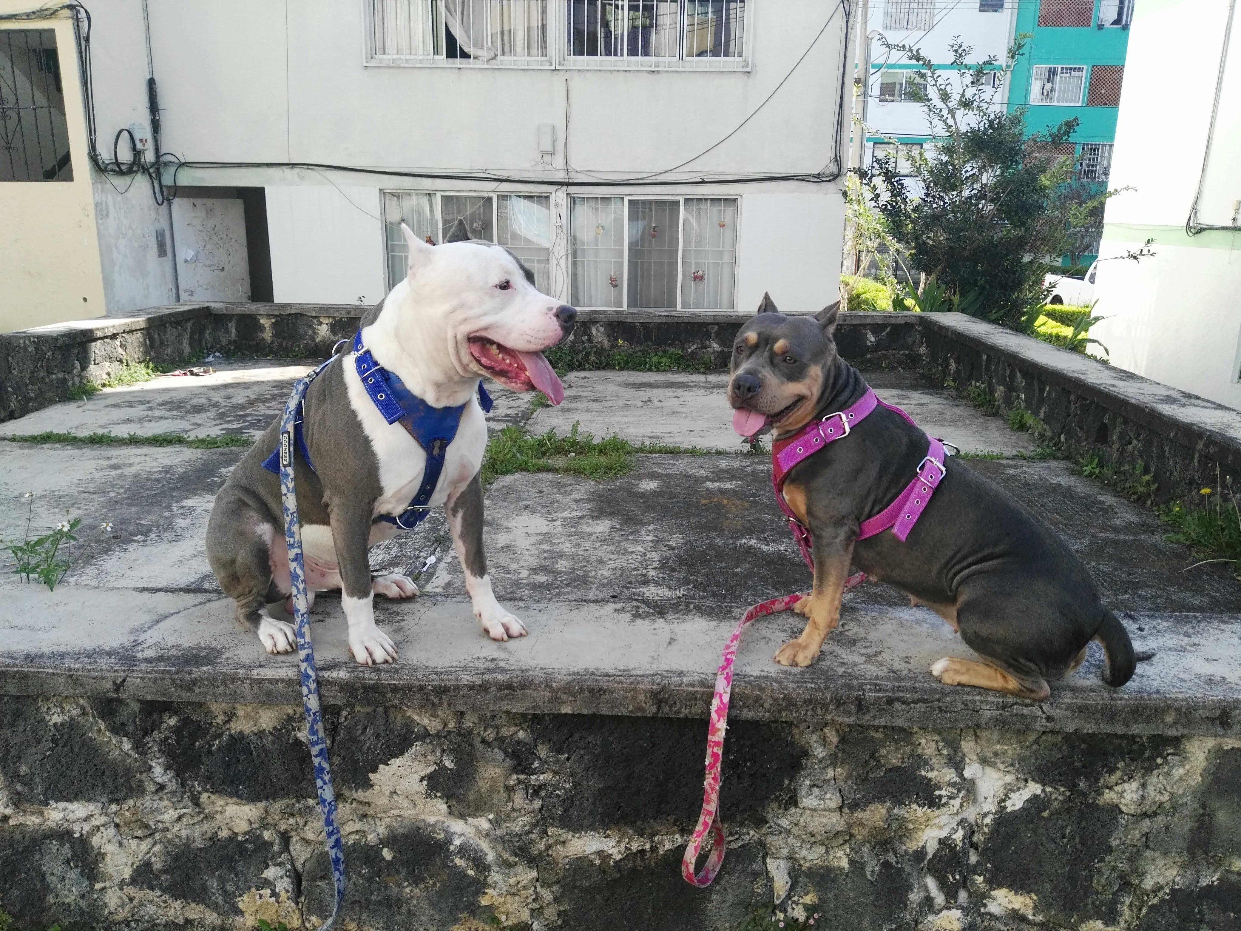 Bolt y Neytiri cuidando