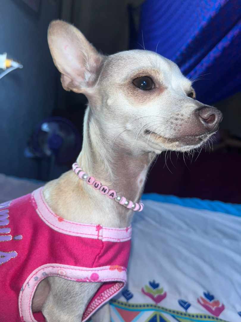 Perrito