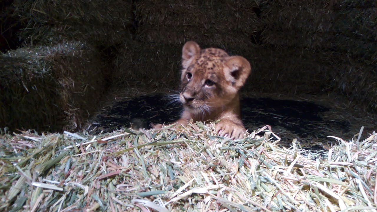 Baby Lion
