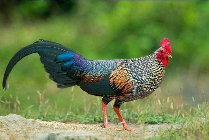 Naturaleza