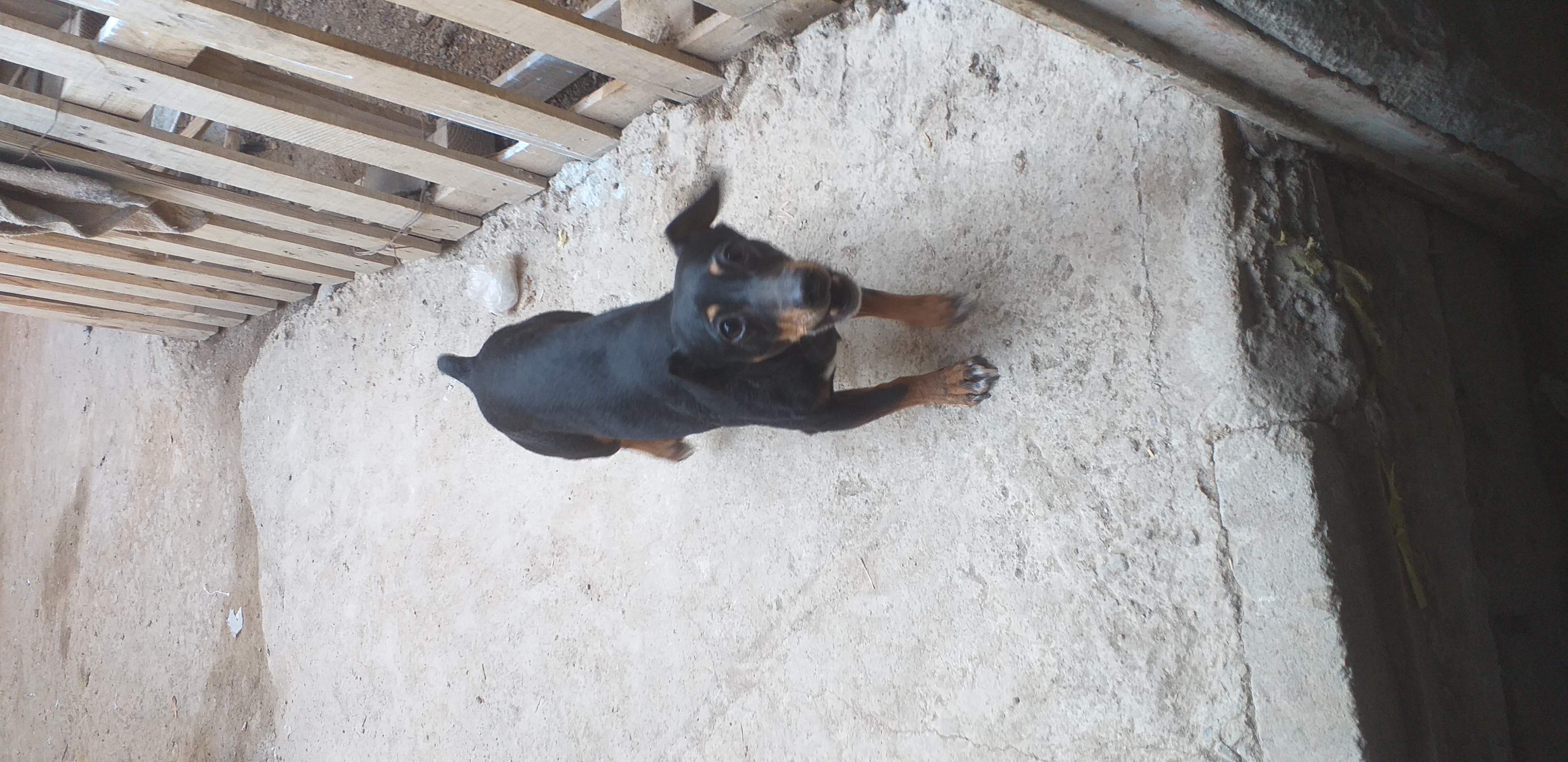Perro de ataque