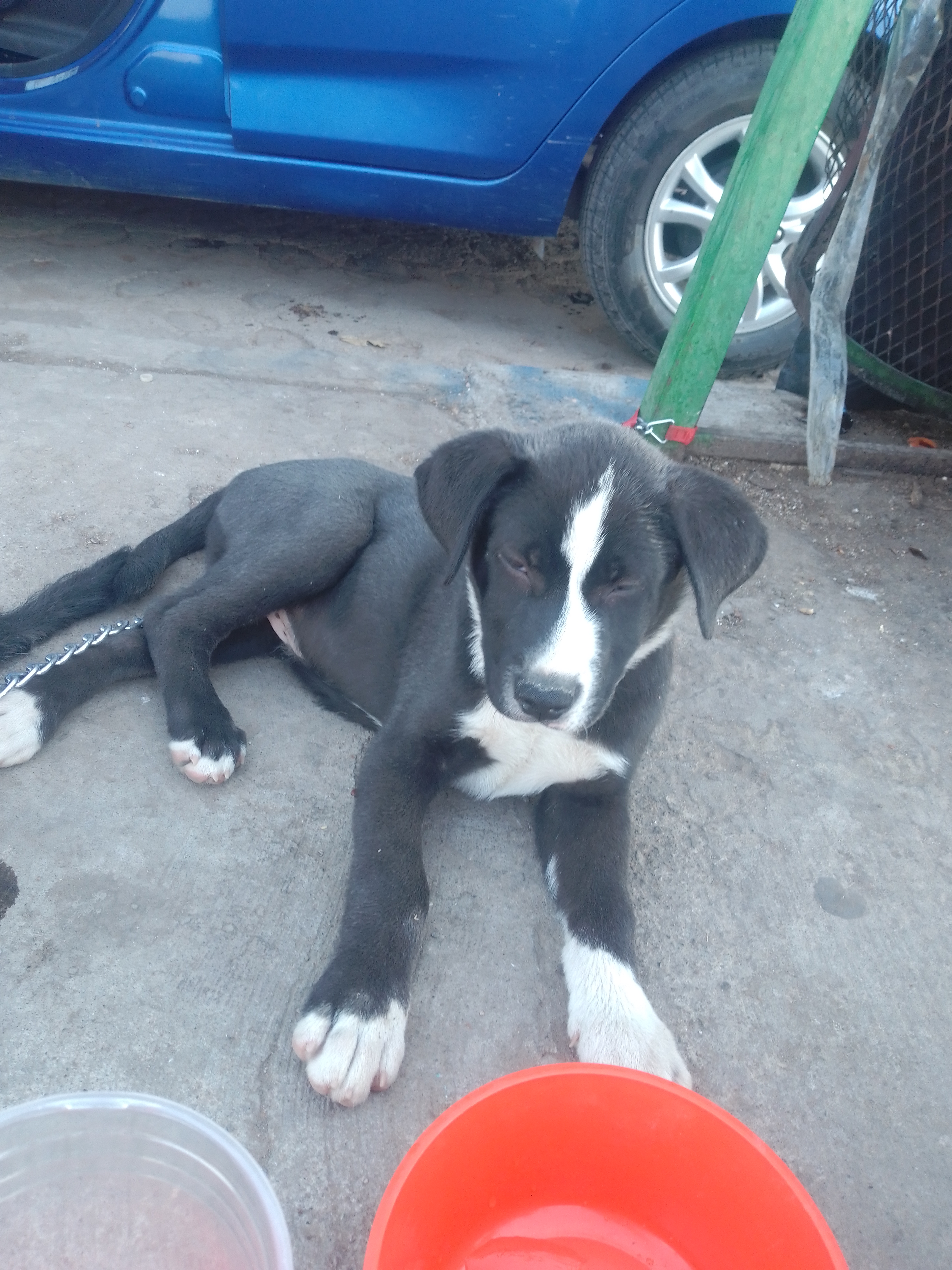 Bruno