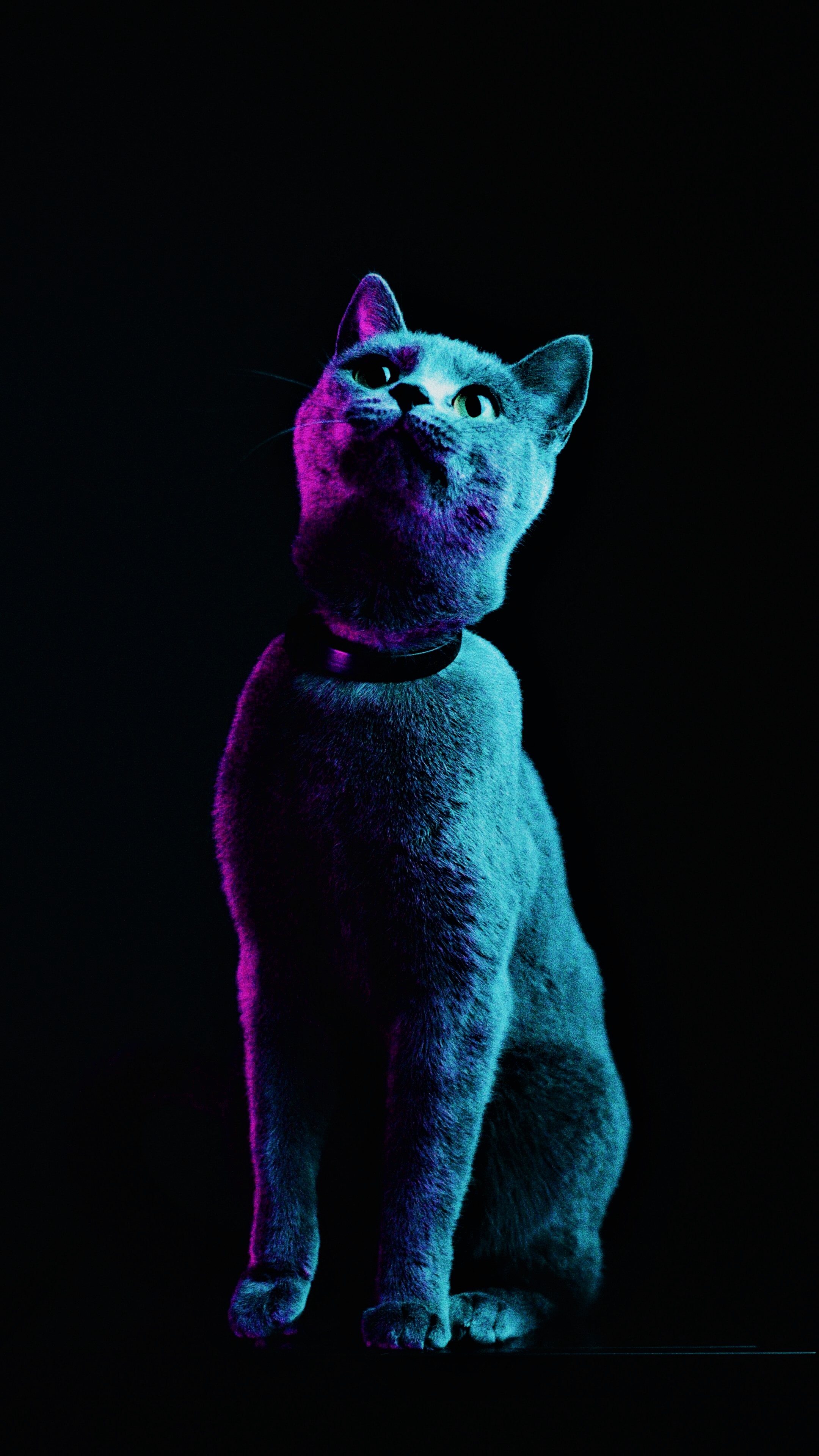 Gray cat, neon light