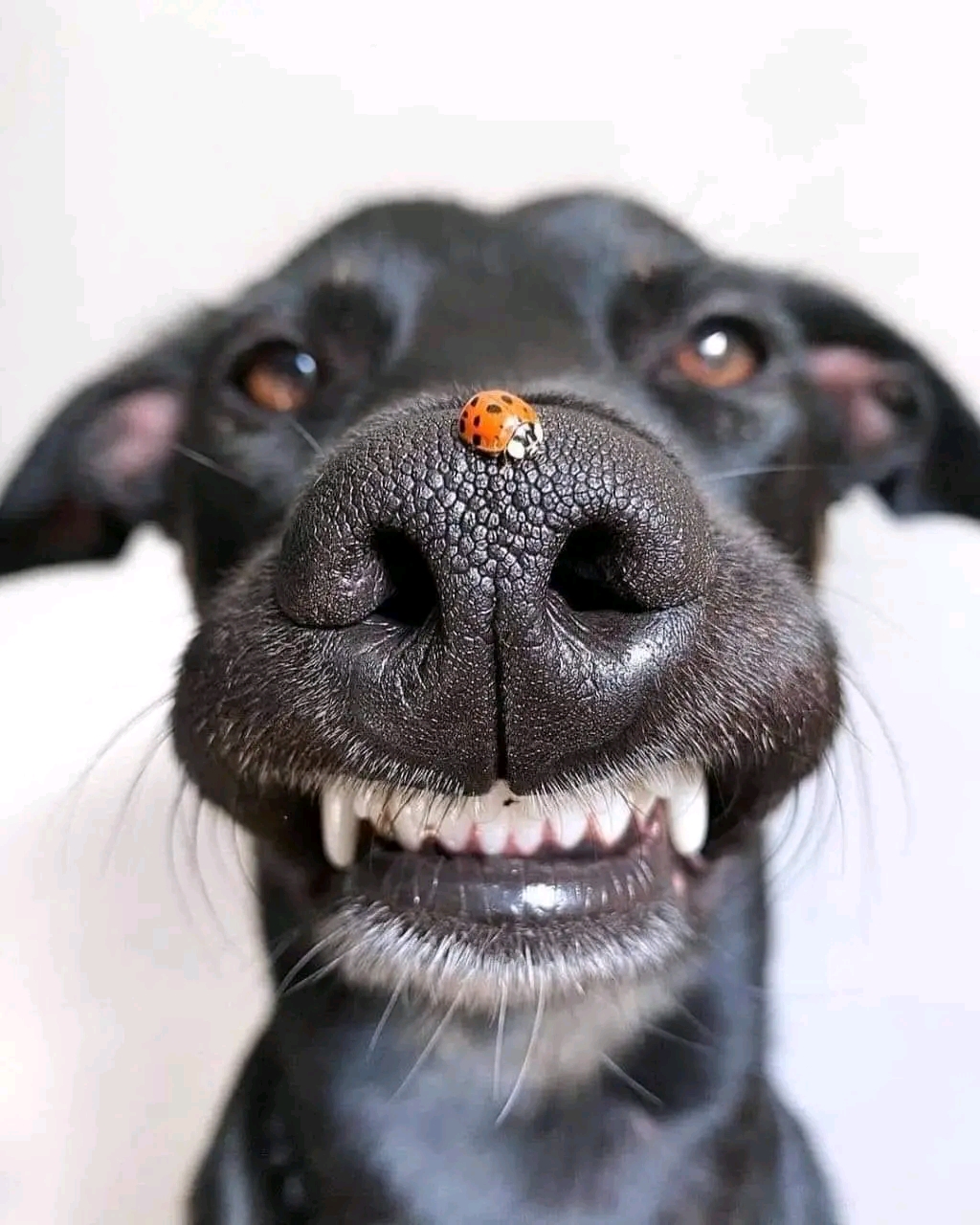 Ni por eso ni por más que fuera la vida es hermosa