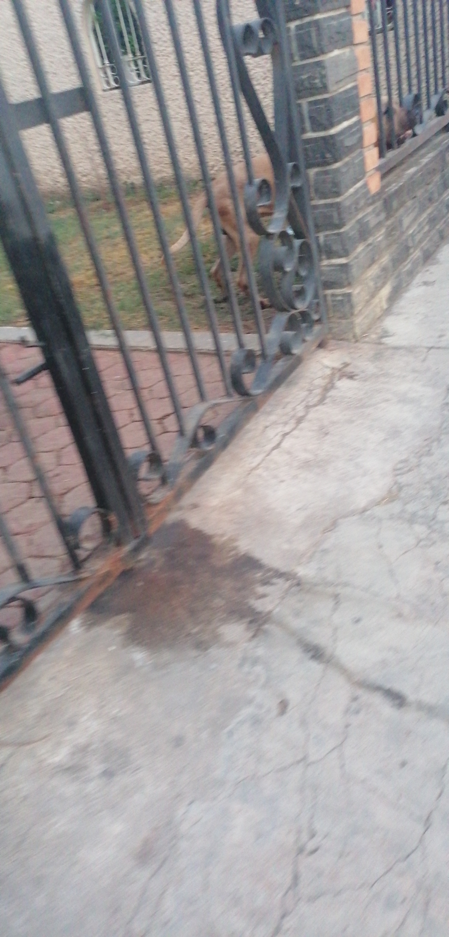 Ez bravo el cachorro