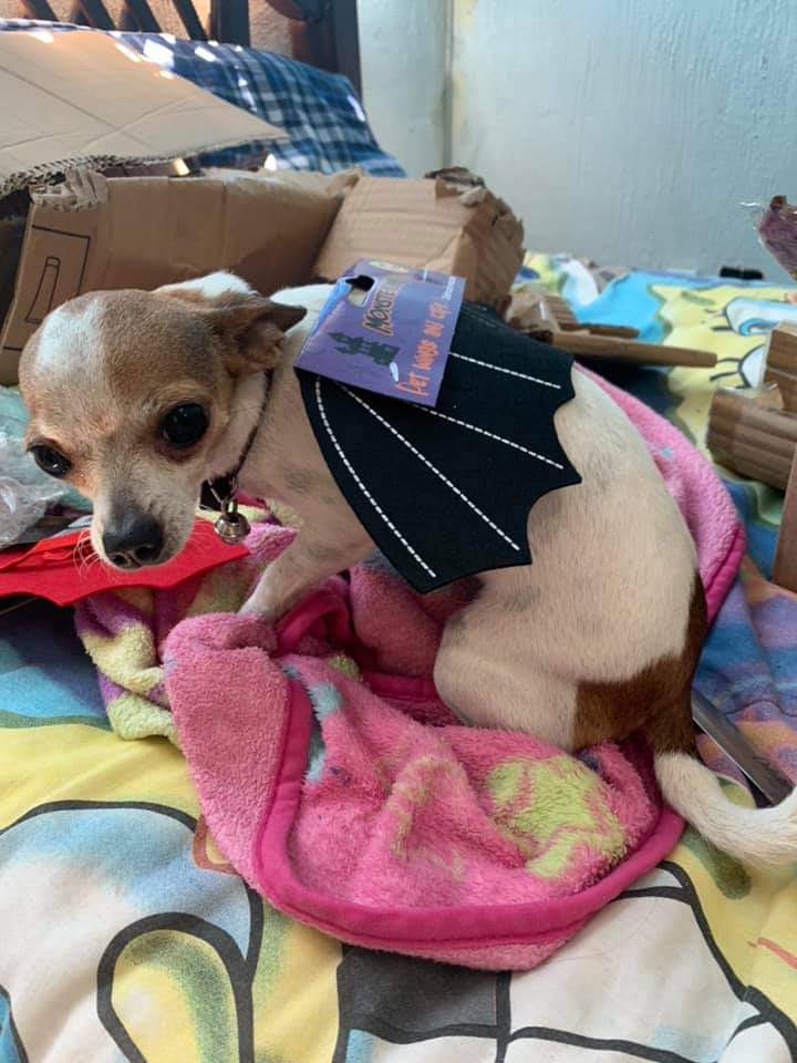 Chihuahua