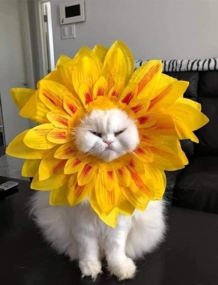 Buenos días alegría