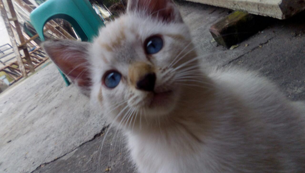Bb