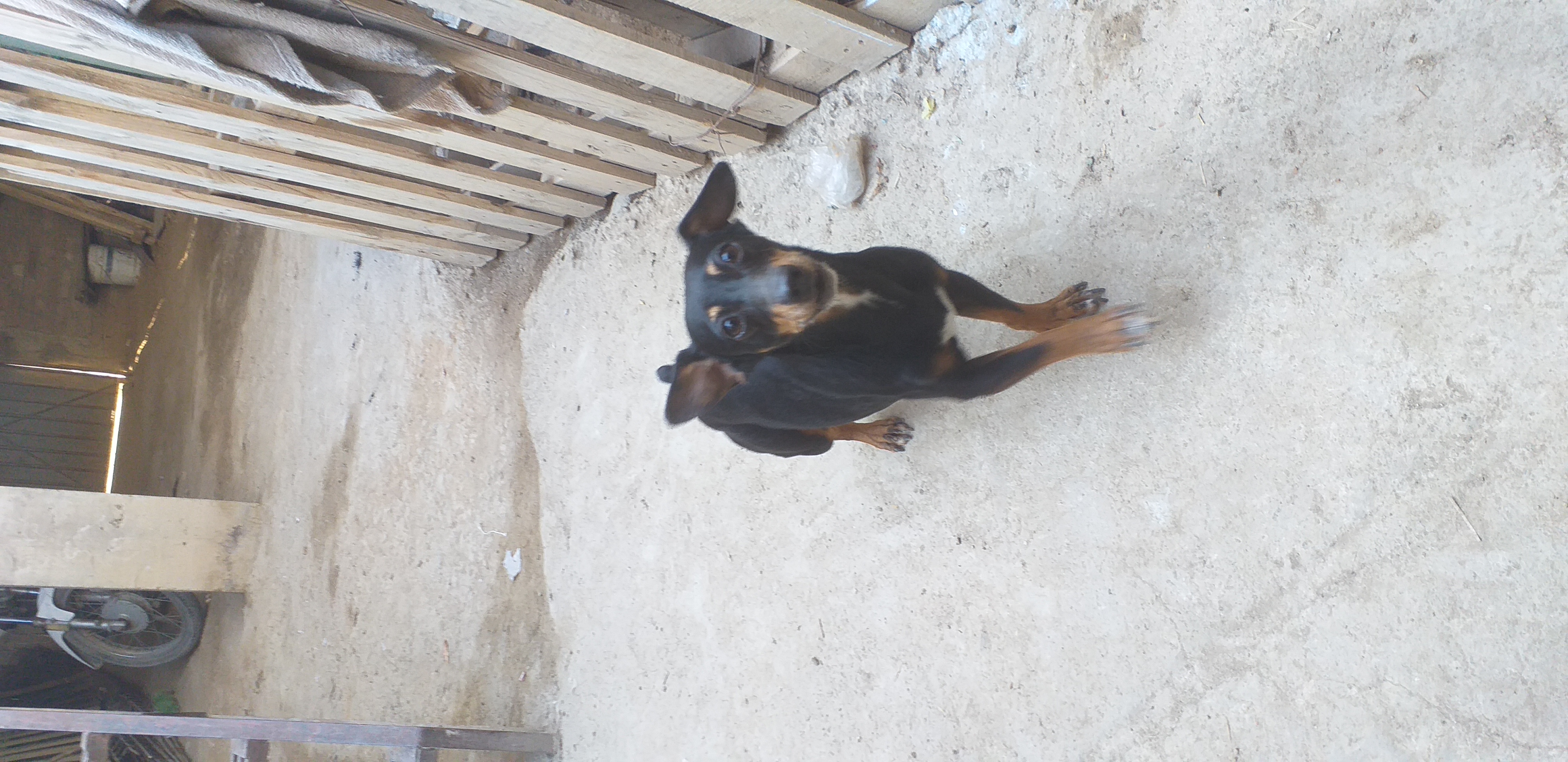 Mi cachorro