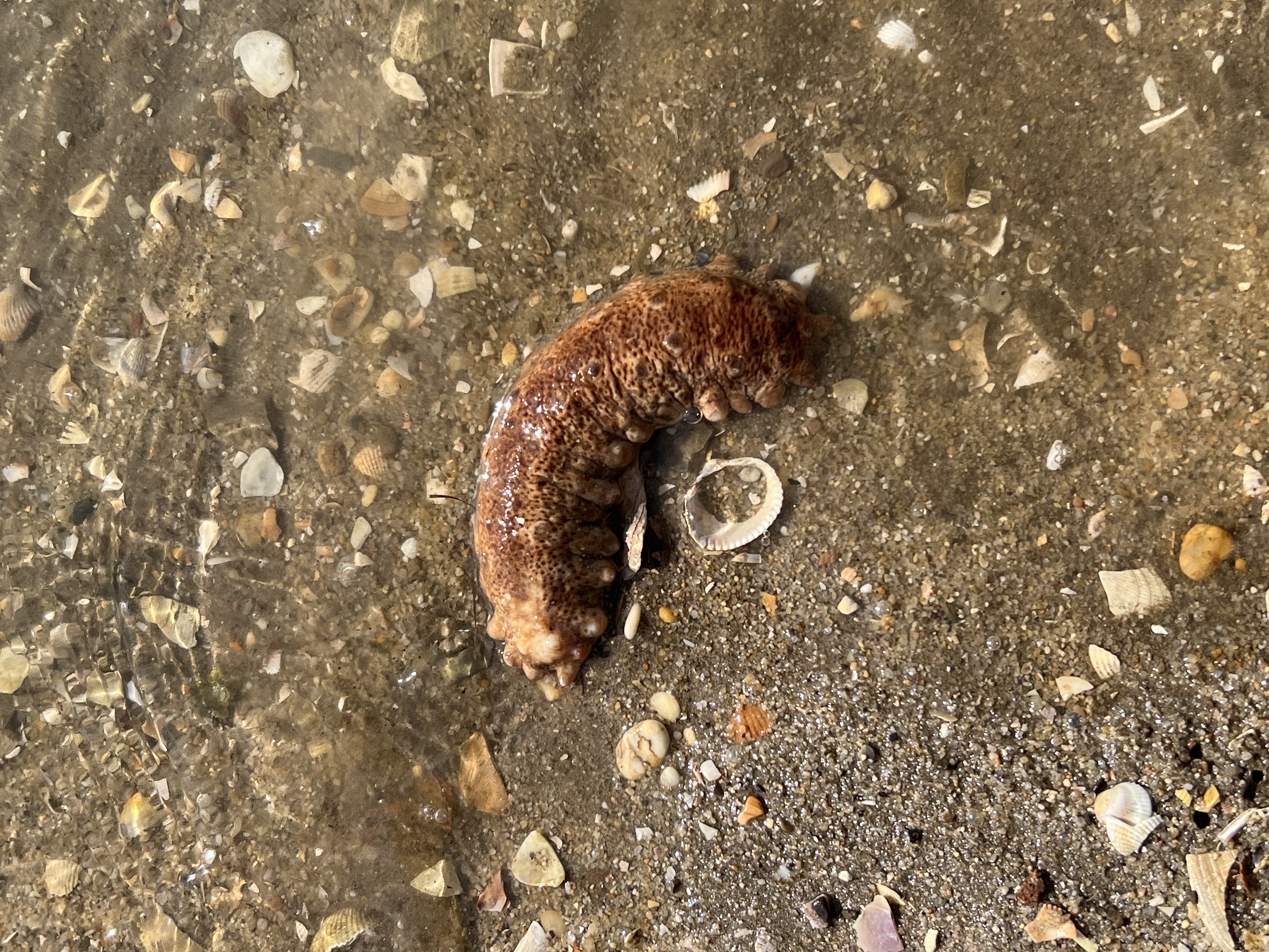 sea cucumber