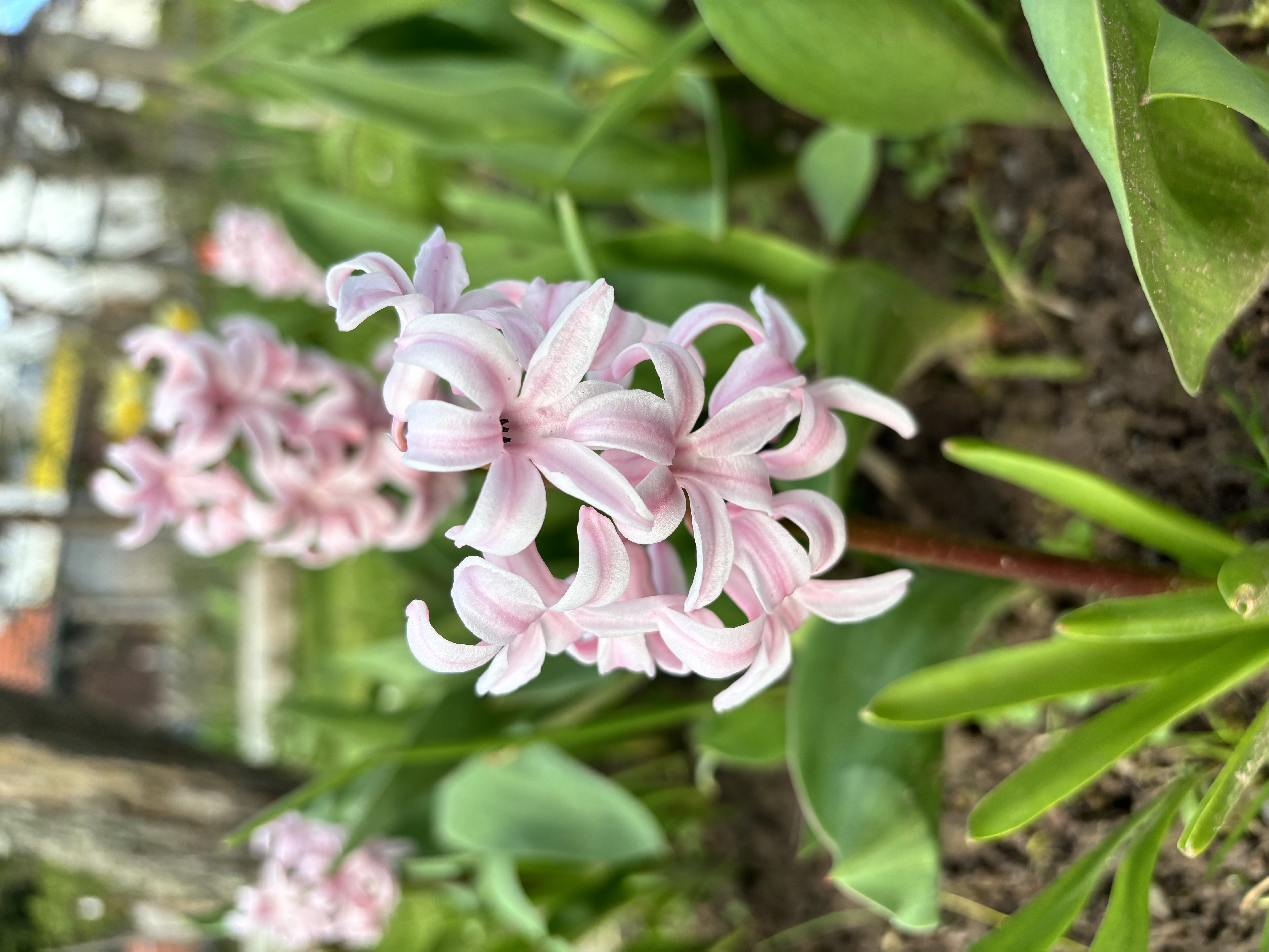 flower from my garden