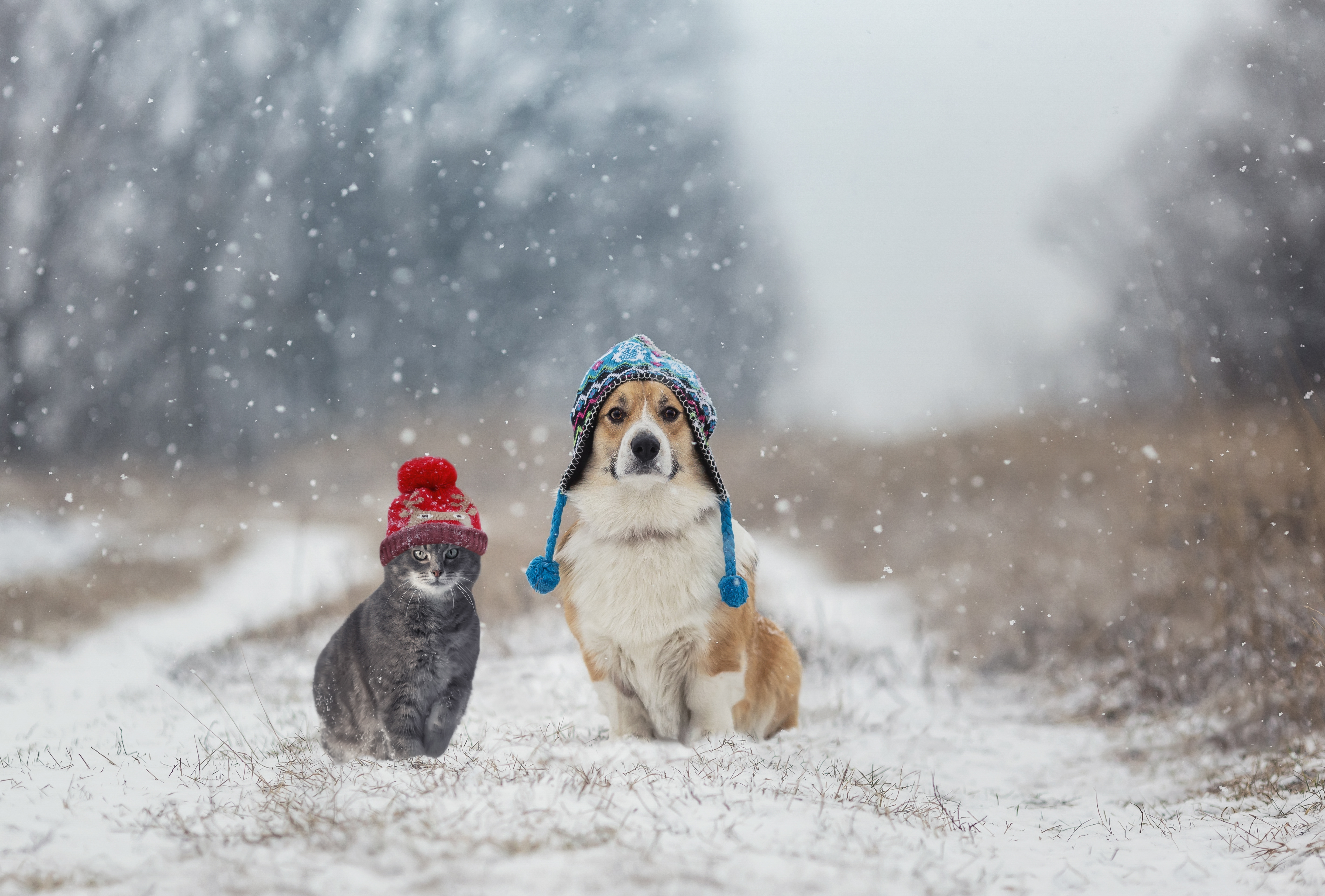 Perros en la nieve