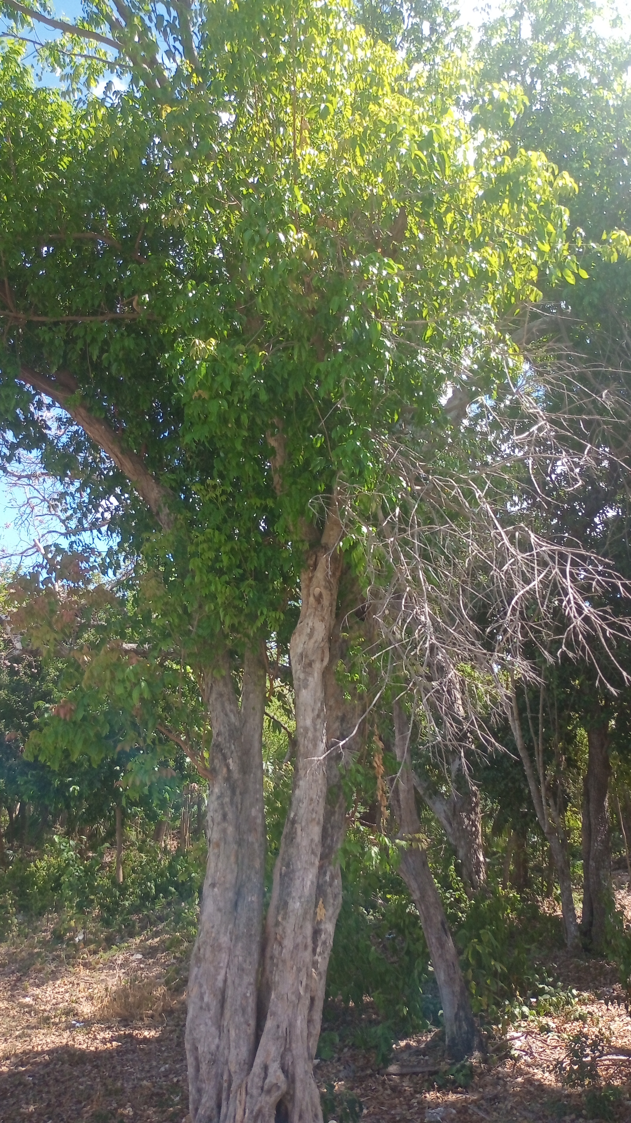 Trees