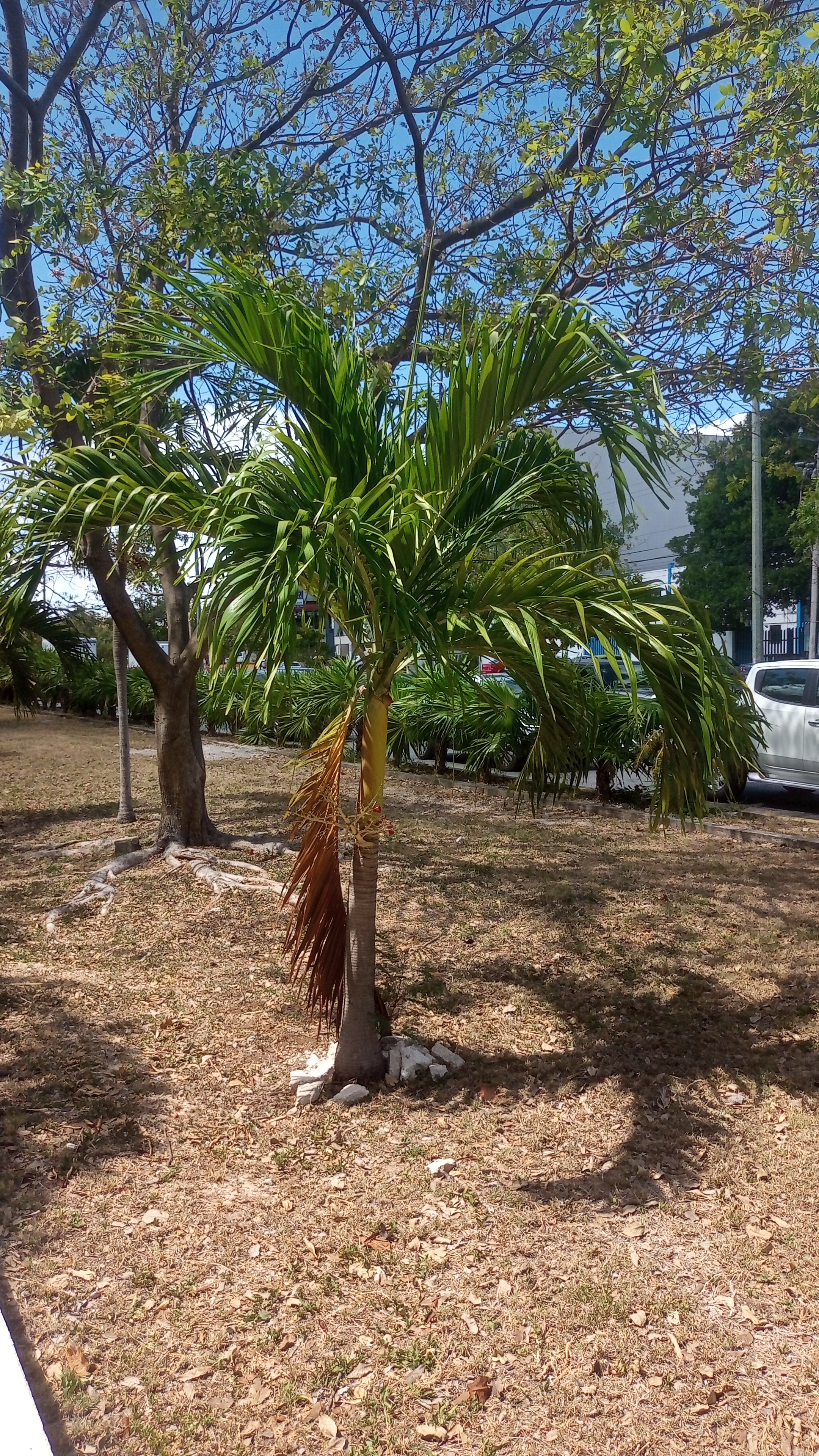 Palmera y Arbustos
