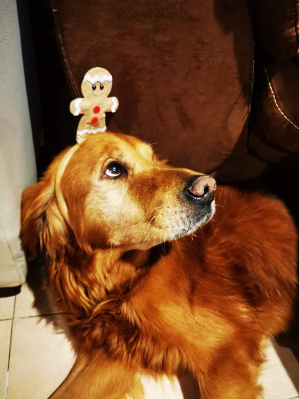 Bono celebrando Navidad