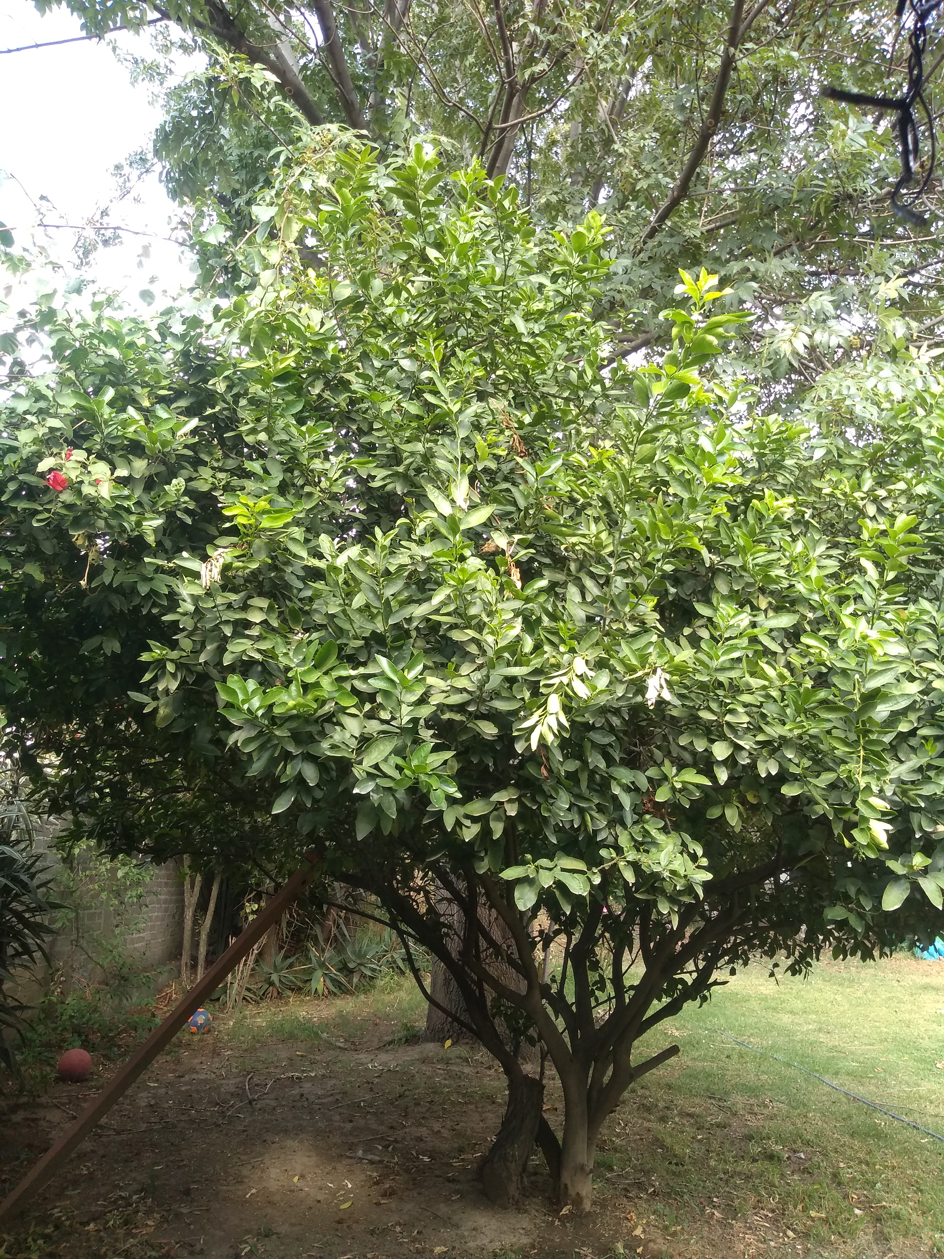 Los frutos de la vida.