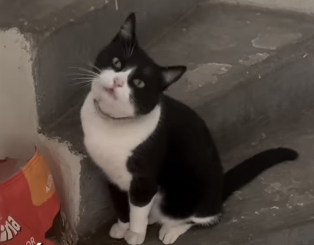 annoying cat