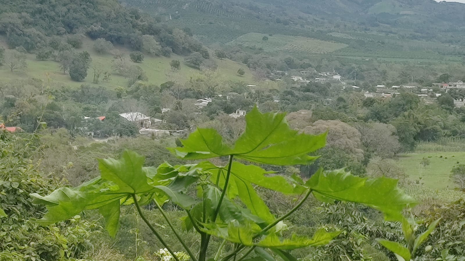 Identificando plantas