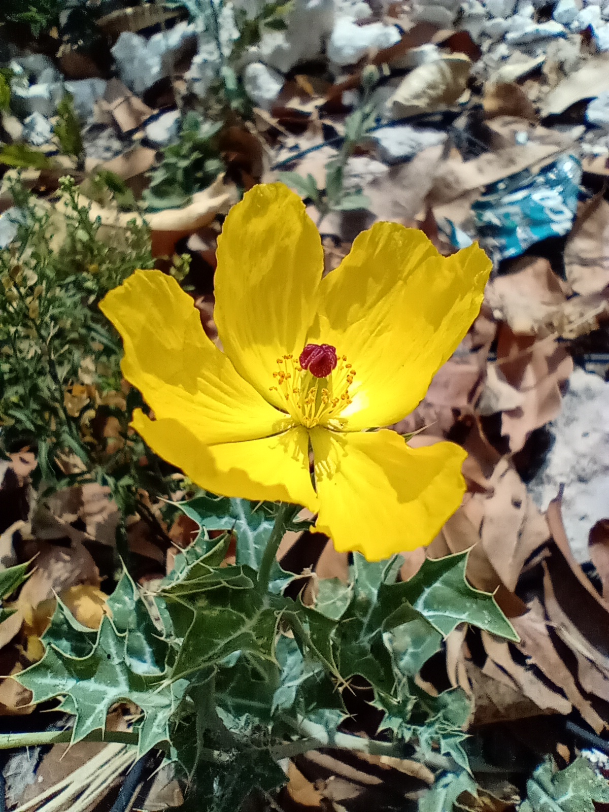 FLOR AMARILLA
