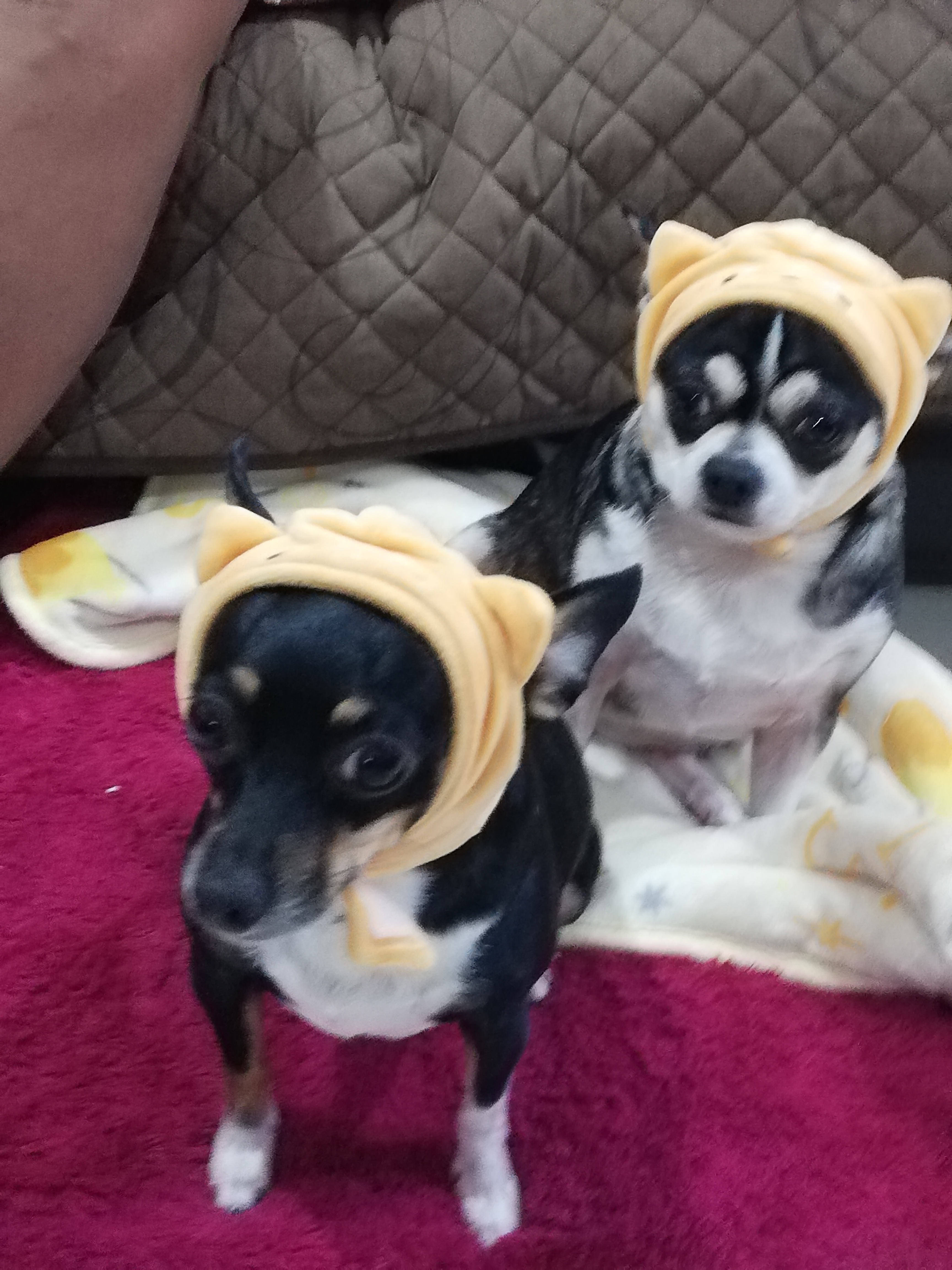Gorritos
