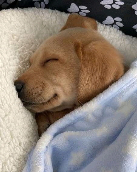 Perrito durmiendo