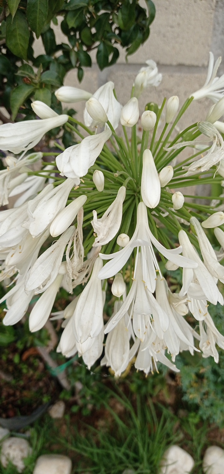 Flores blancas