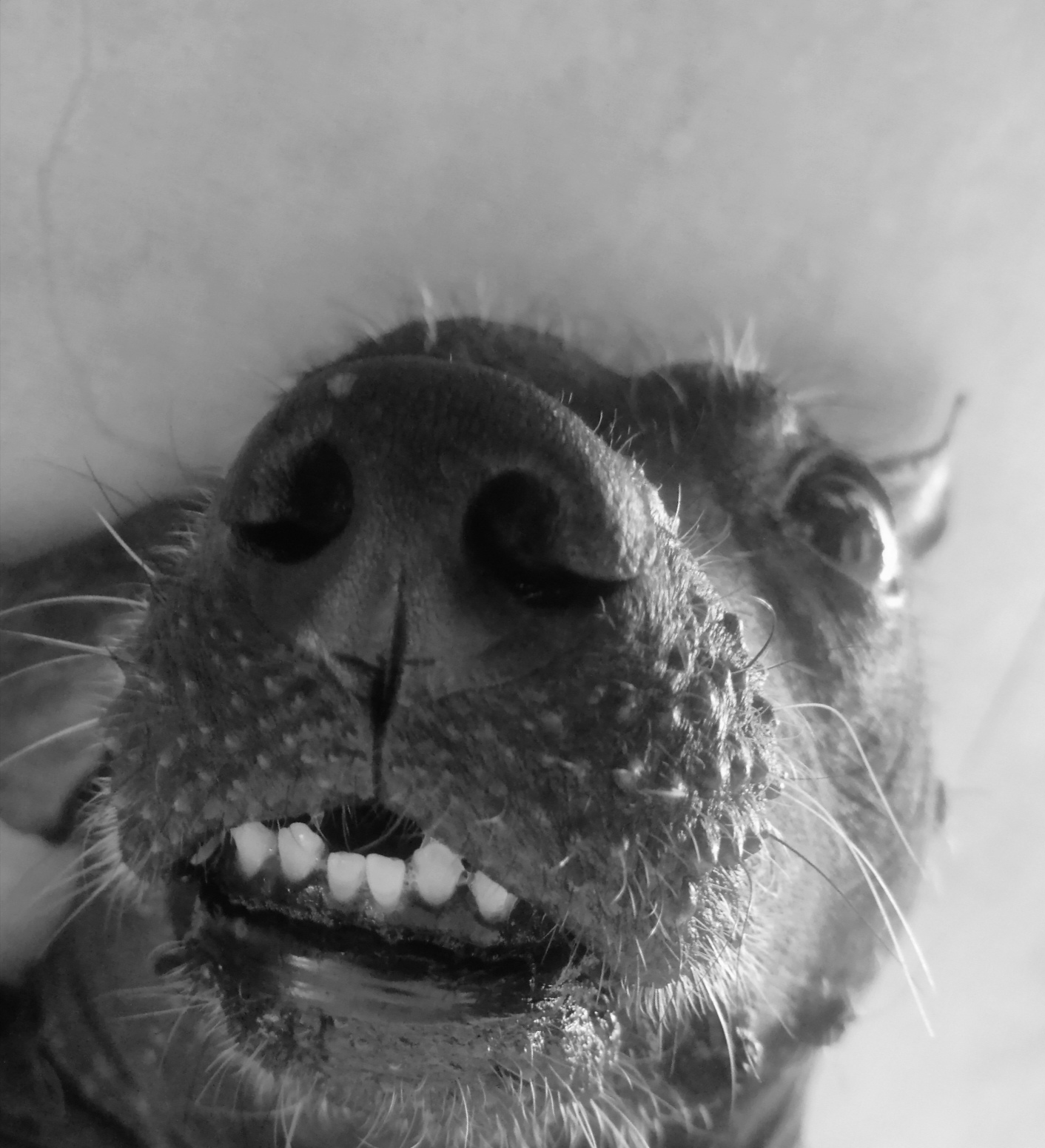 Dientes chuecos