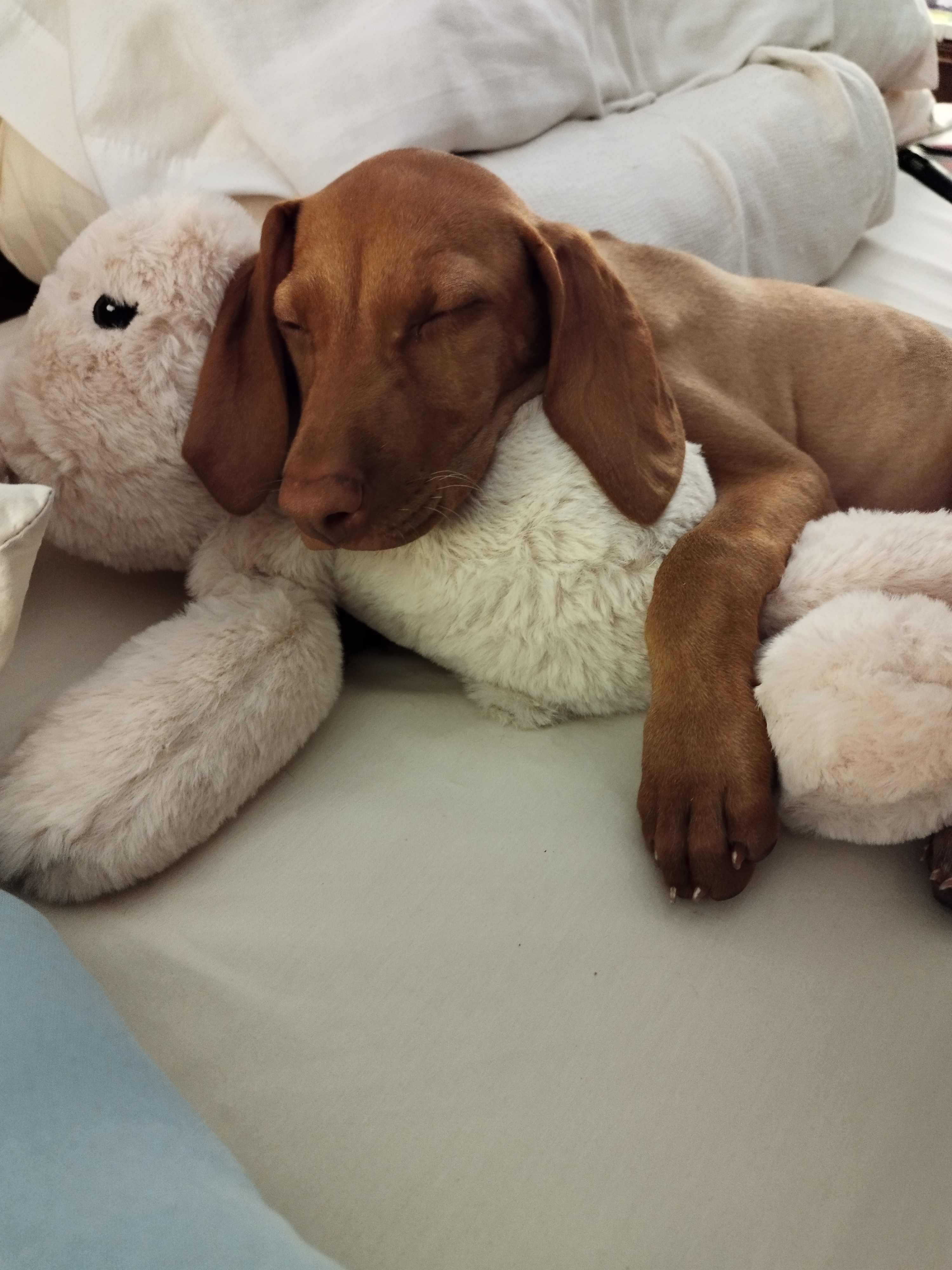Tuti y su conejo