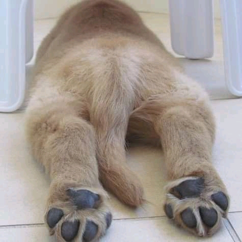 Patitas