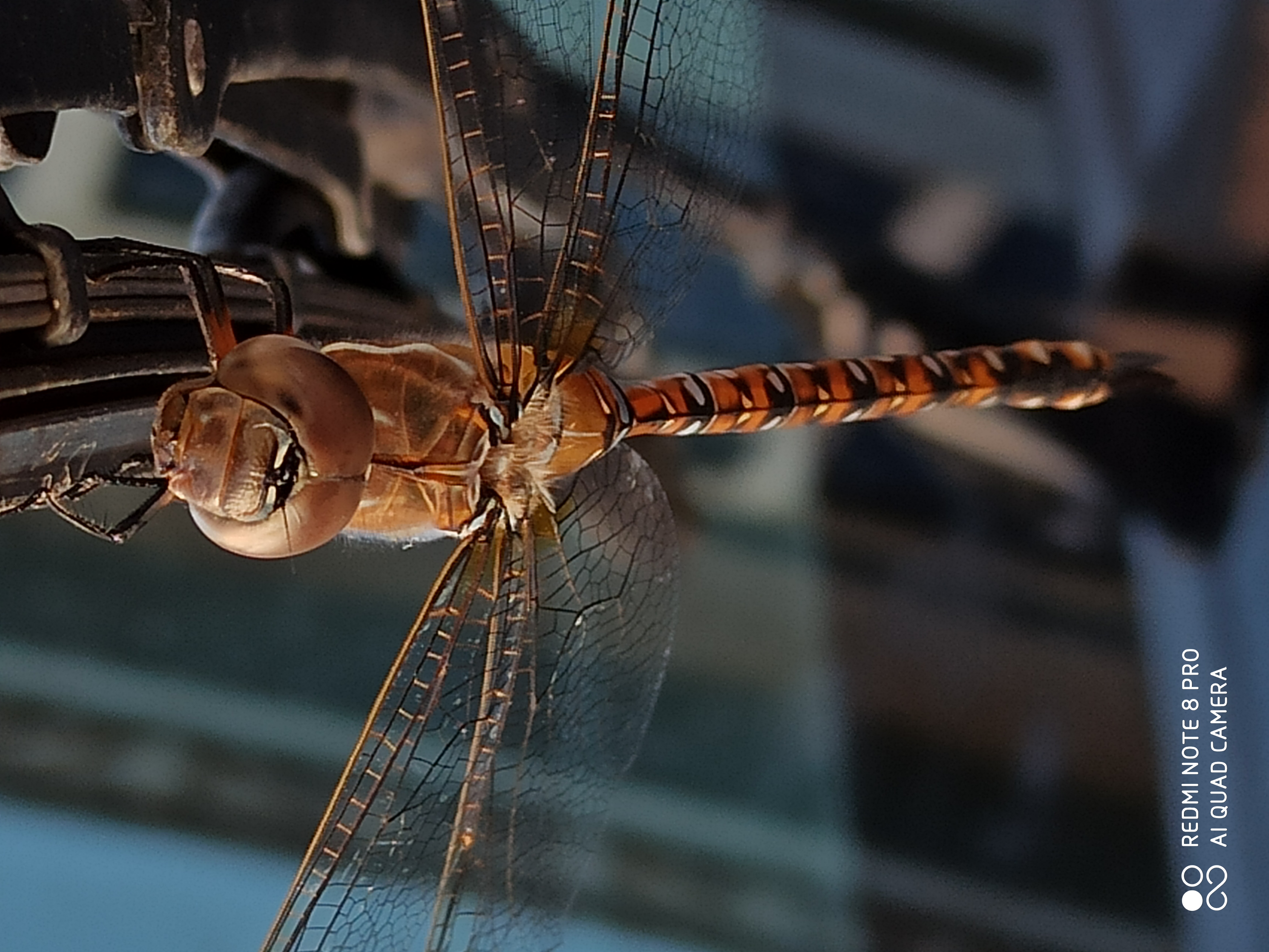 La belleza de los insectos