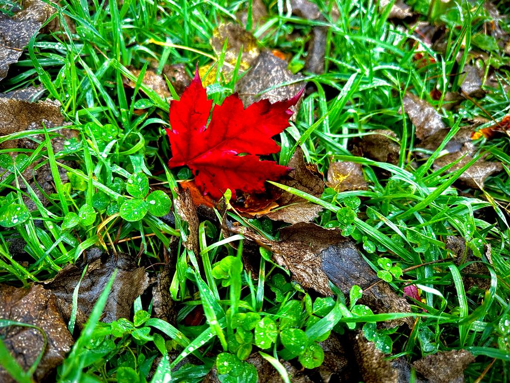 La Vie en Rouge