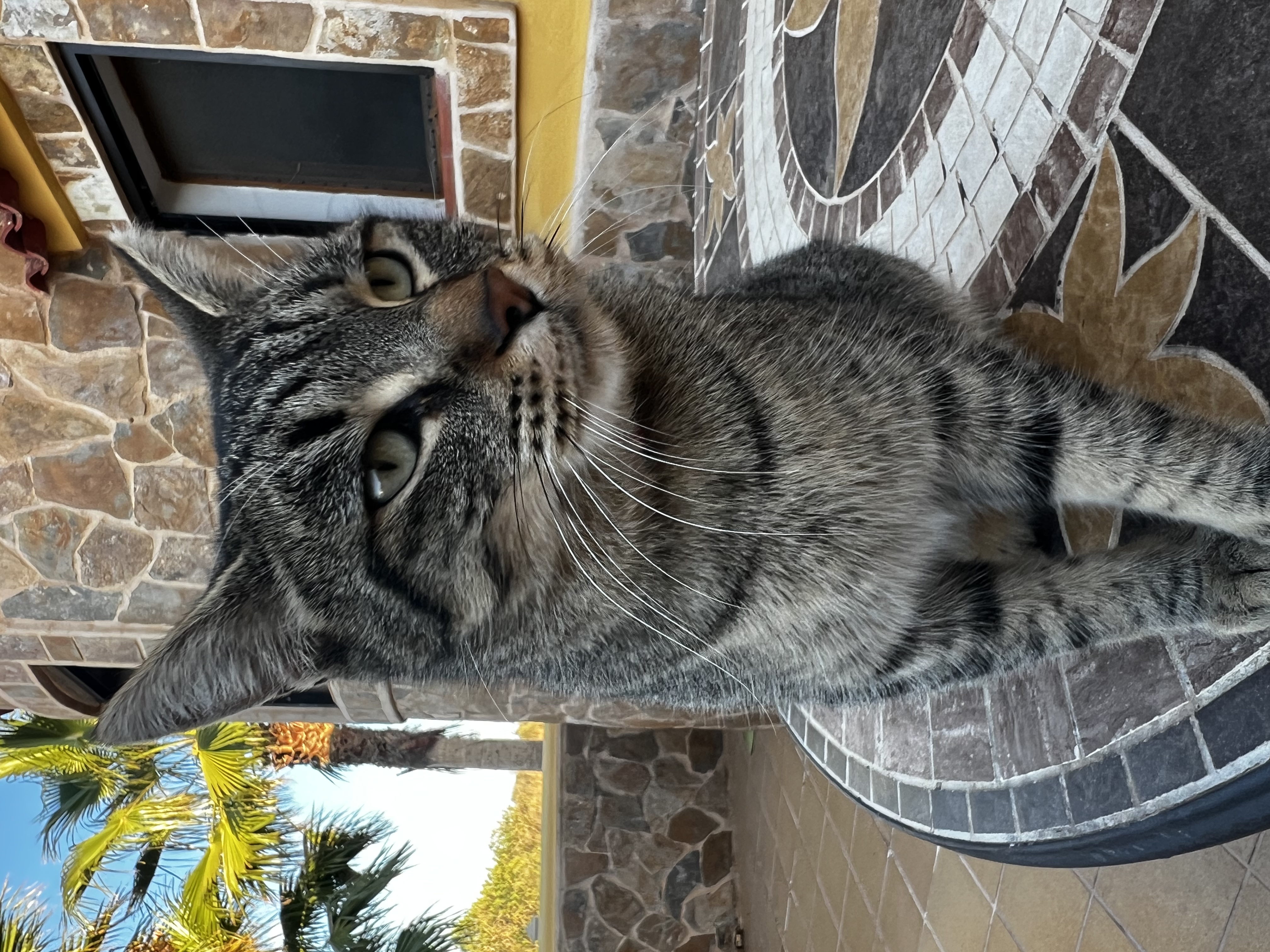 cat