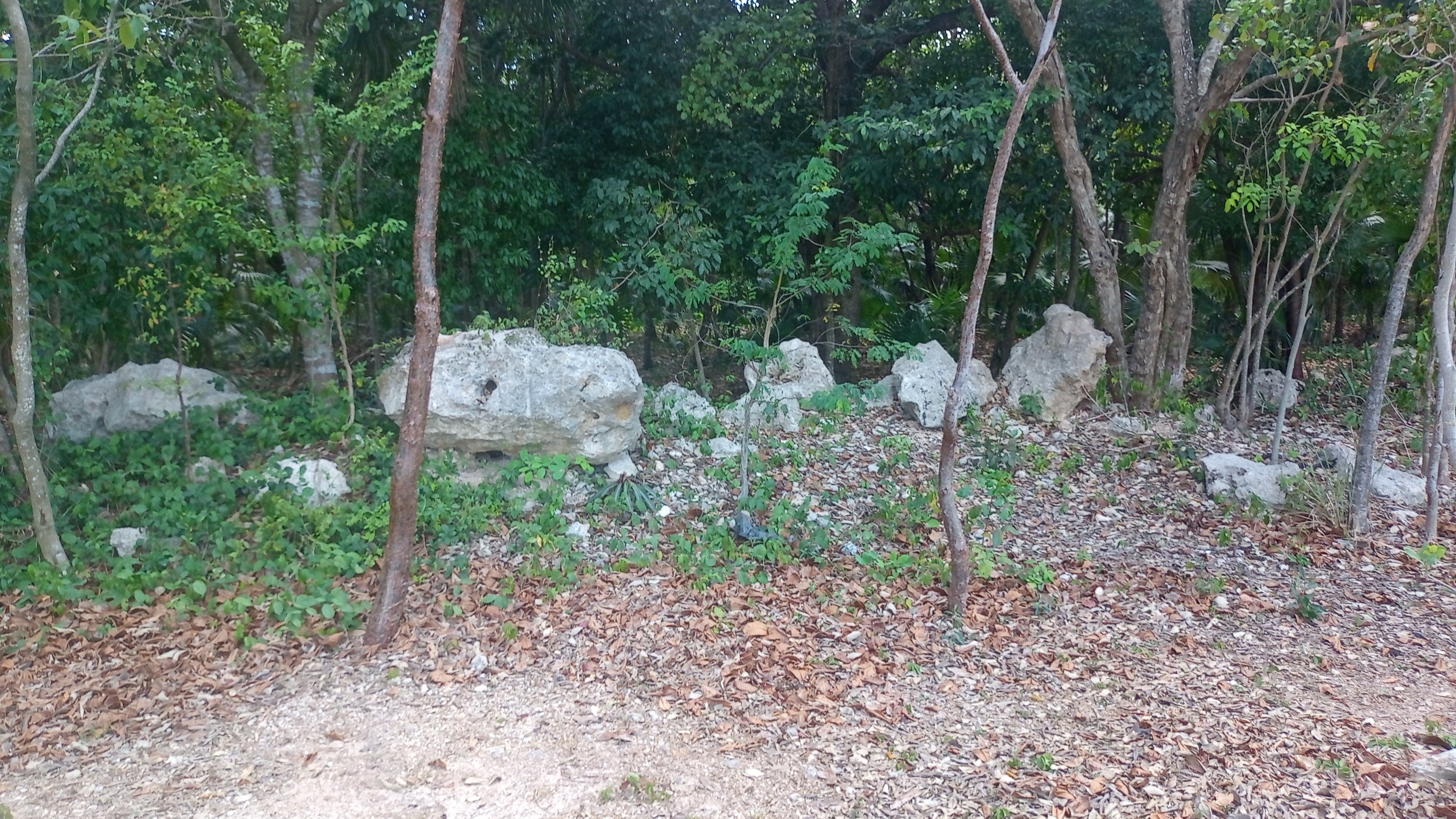 Small Tree and Rocks