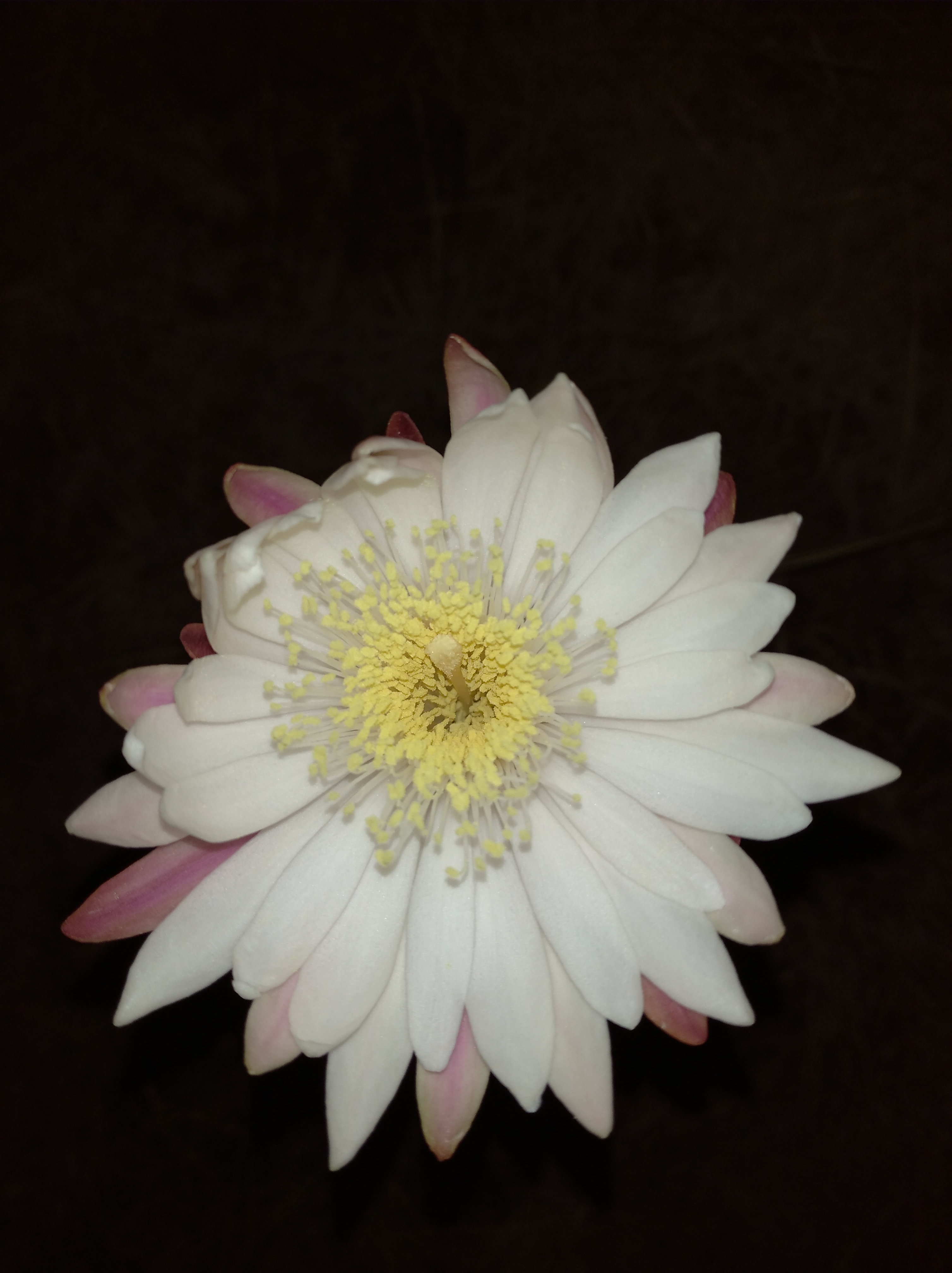 Flor de desierto