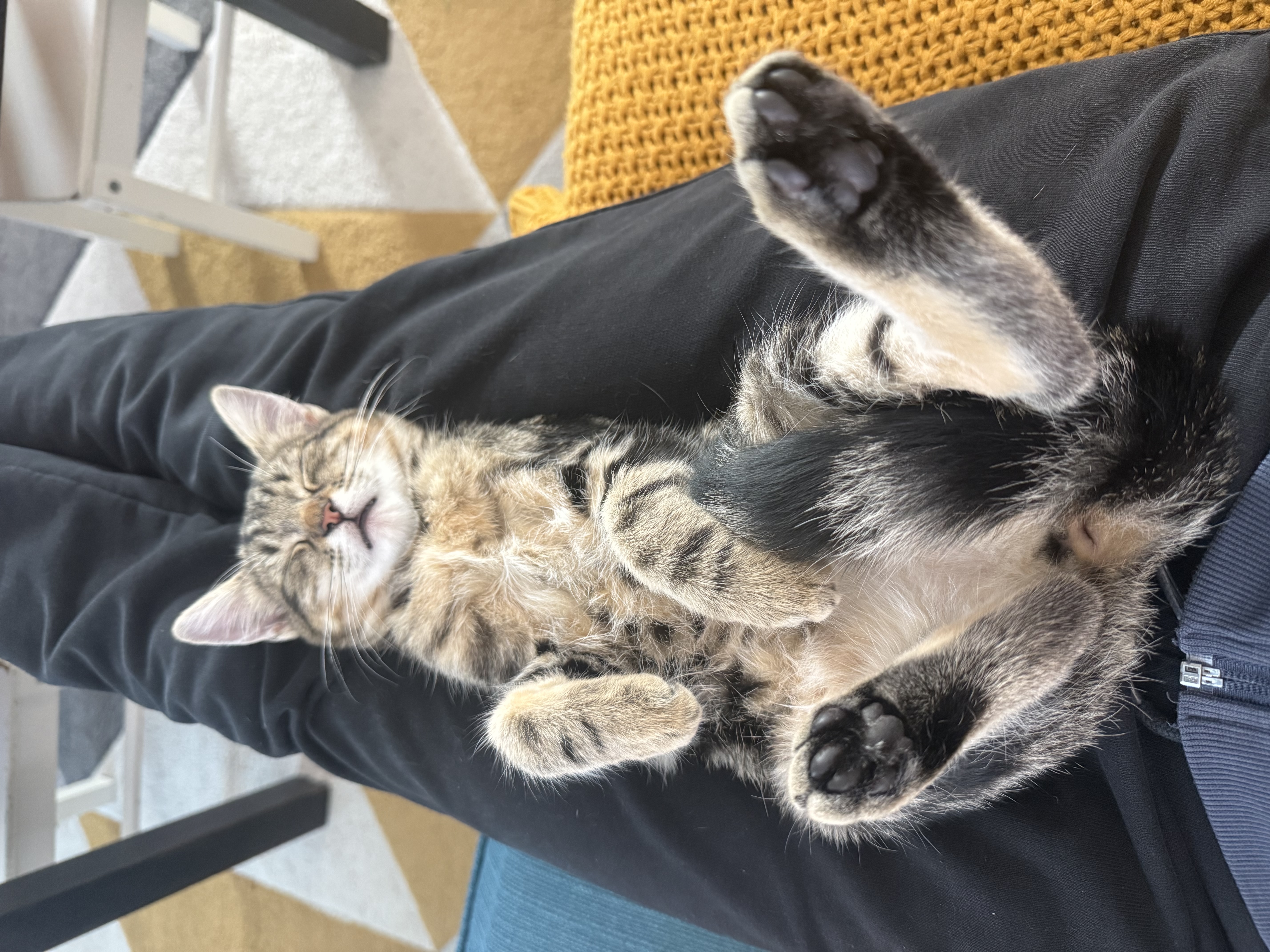 wonderfully well cat